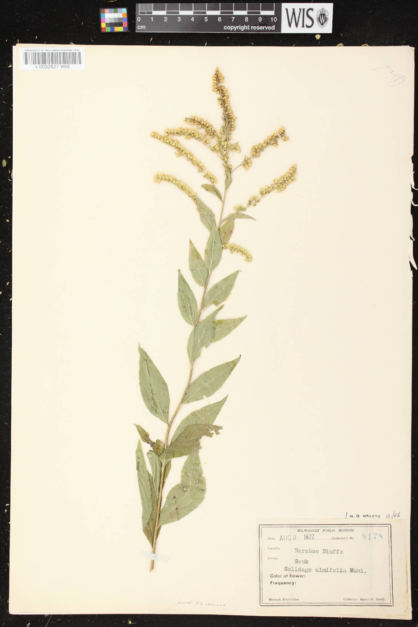 Solidago ulmifolia var. ulmifolia image