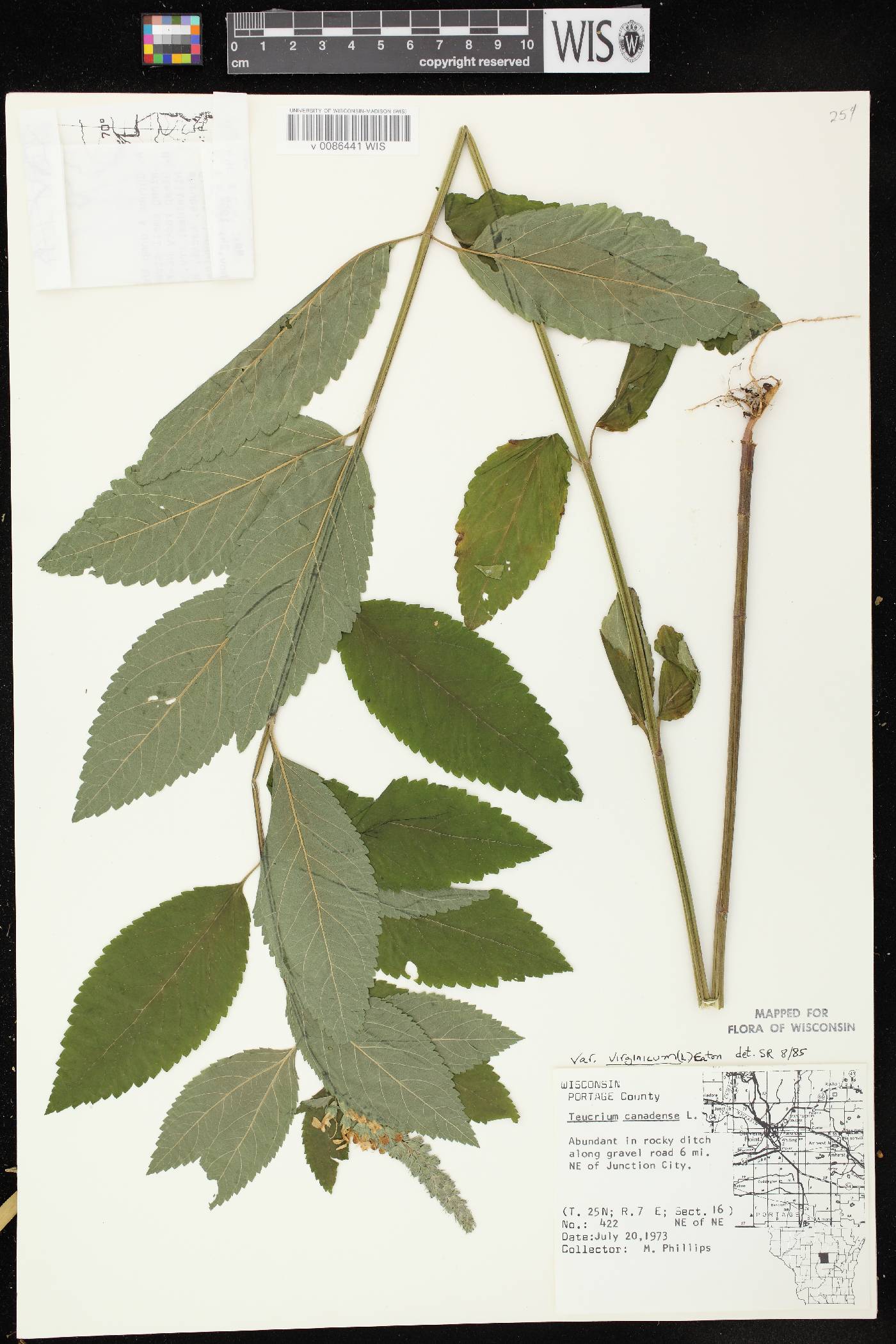 Teucrium canadense image