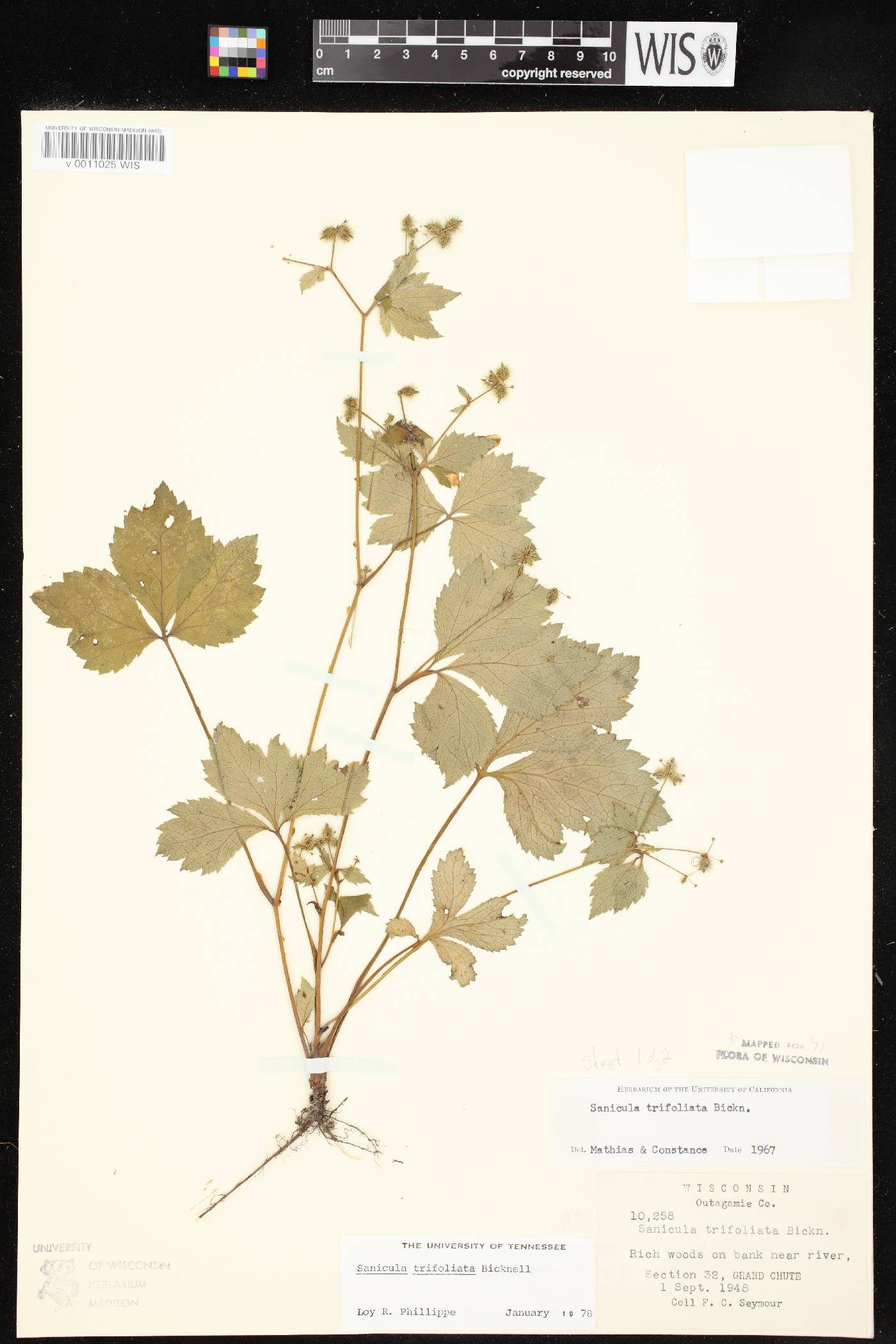 Sanicula trifoliata image