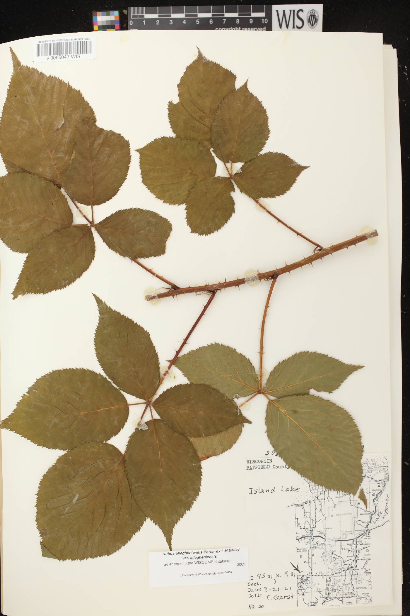 Rubus allegheniensis image