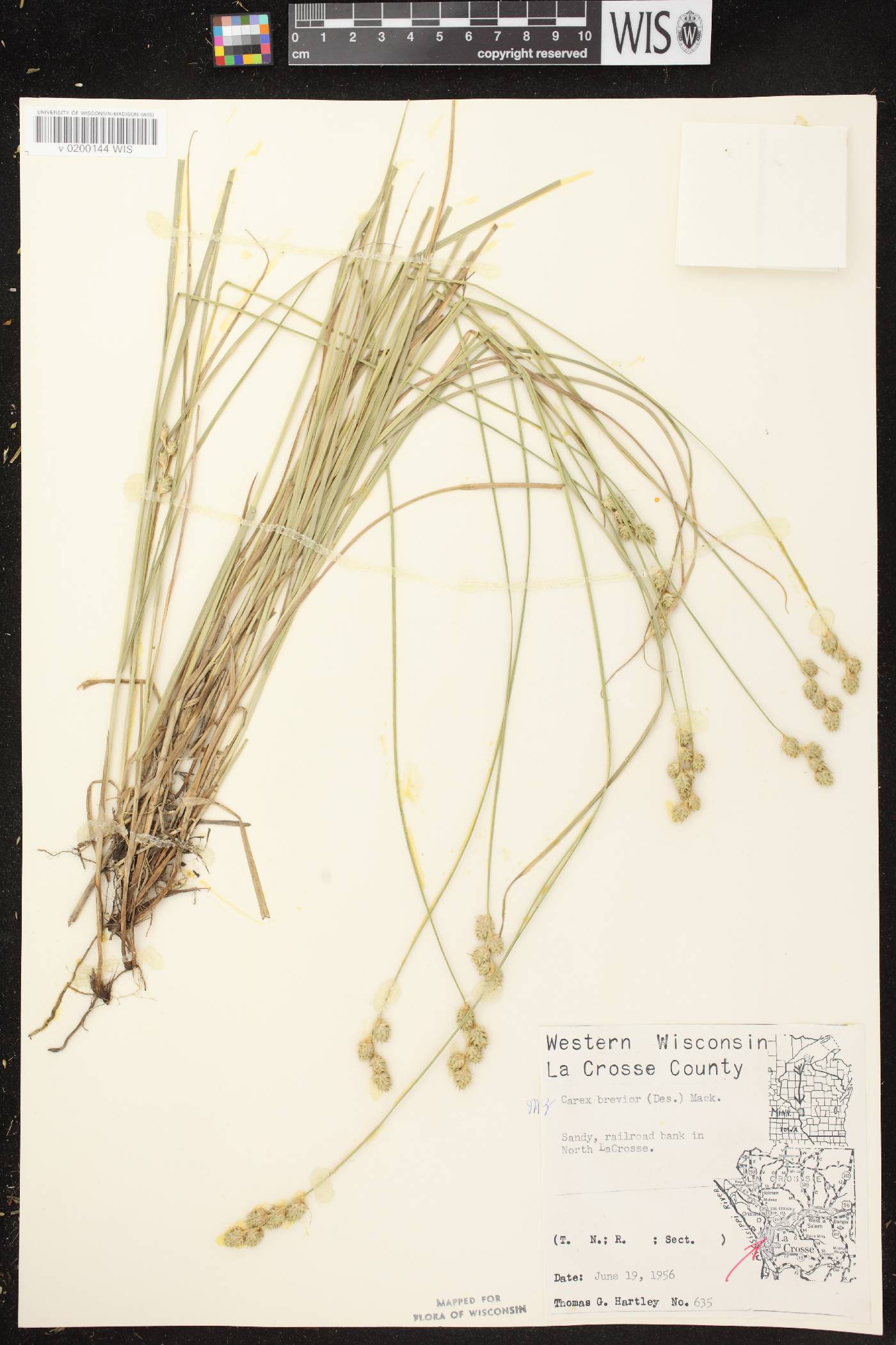 Carex brevior image