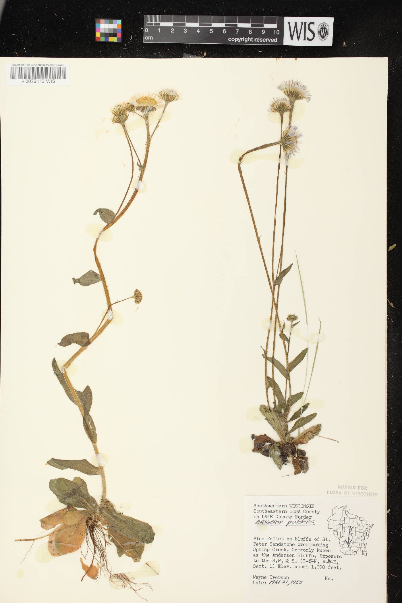 Erigeron pulchellus image