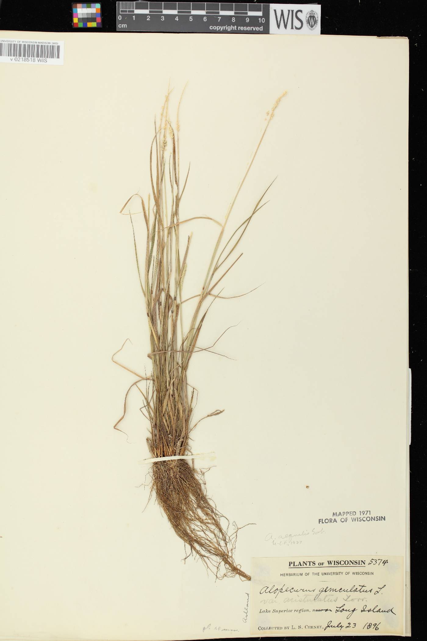 Alopecurus aequalis image