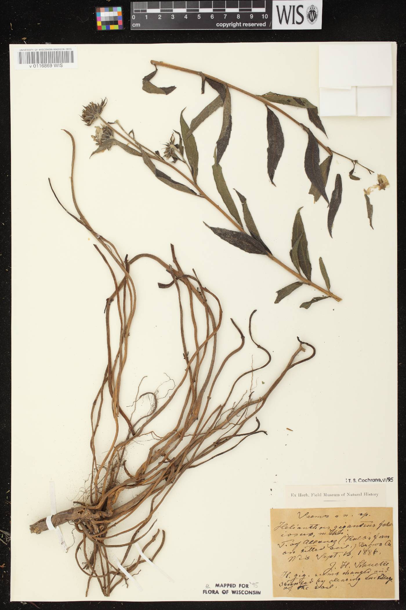 Helianthus giganteus image