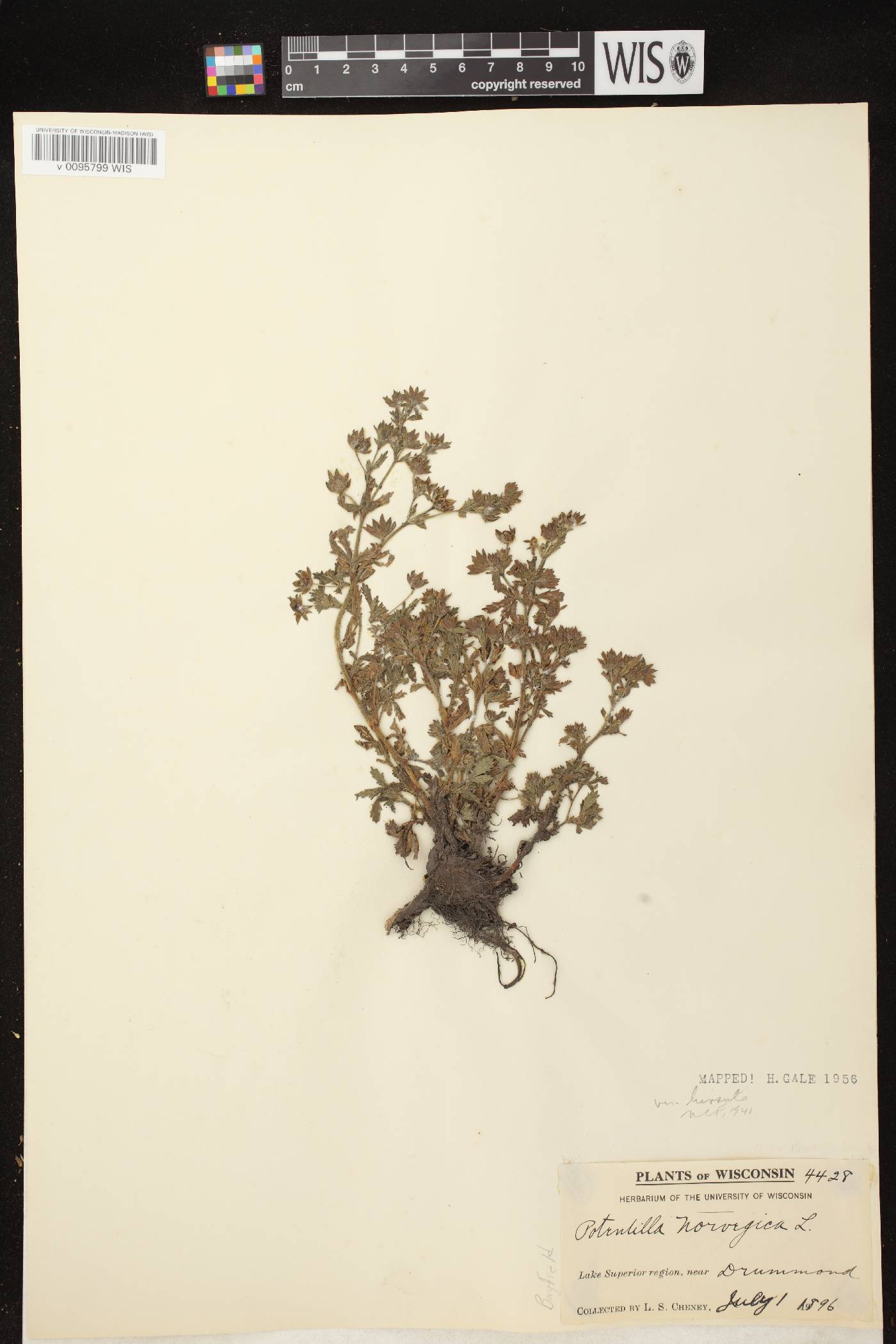 Potentilla norvegica image