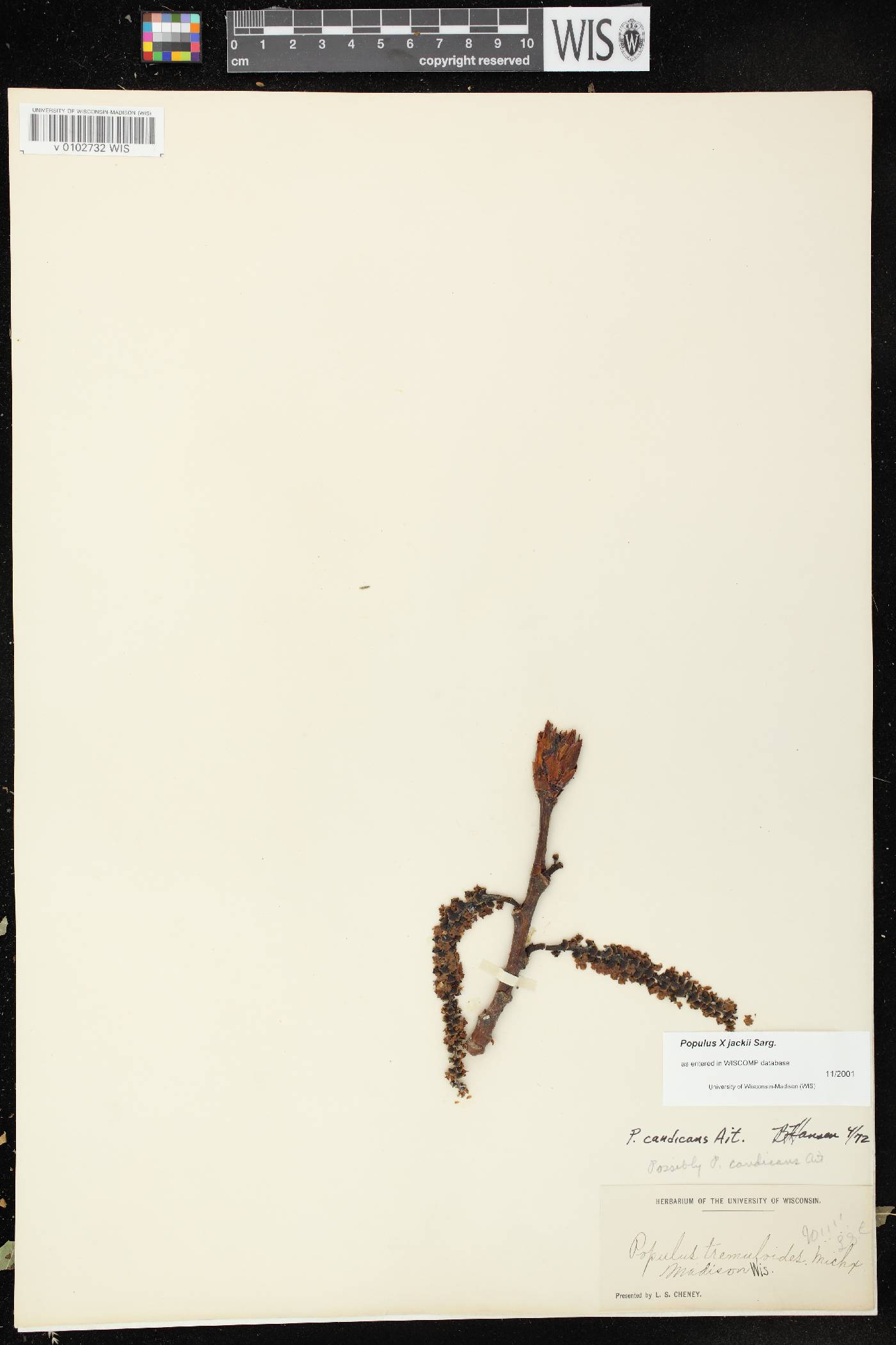 Populus x jackii image