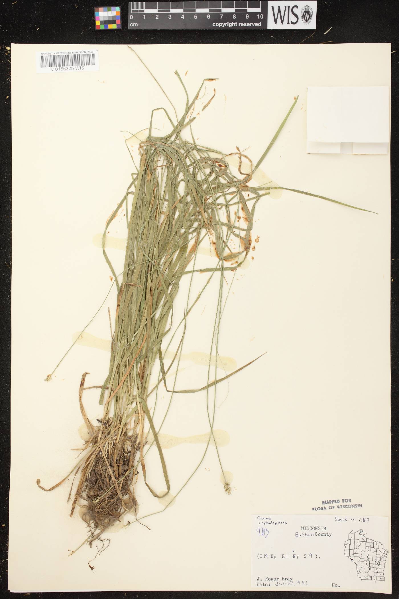 Carex cephalophora image
