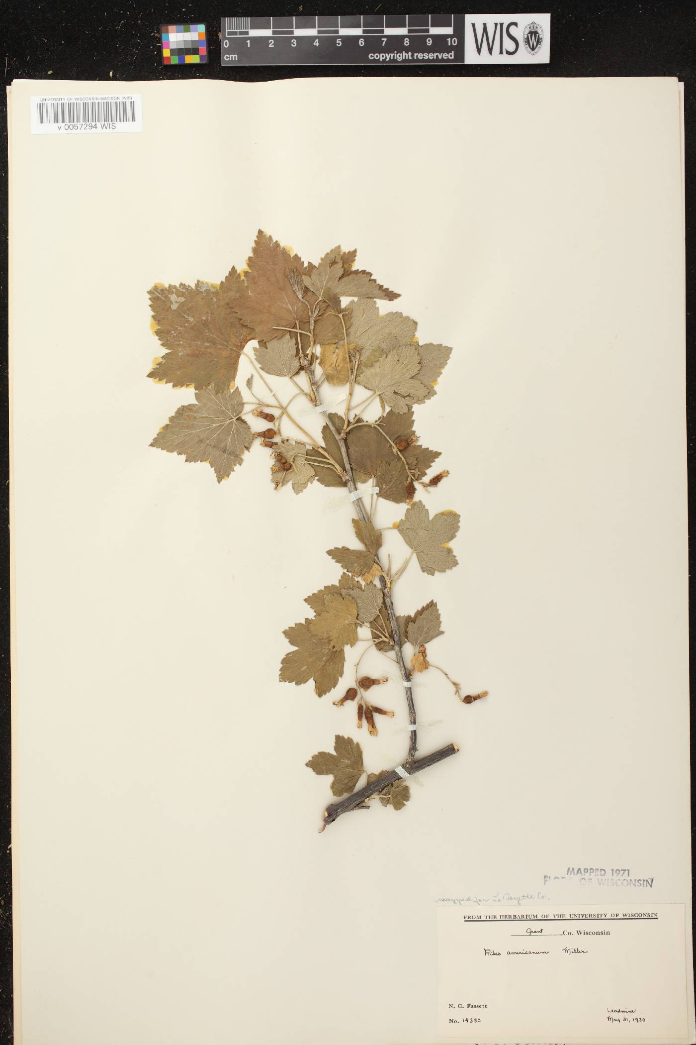 Ribes americanum image
