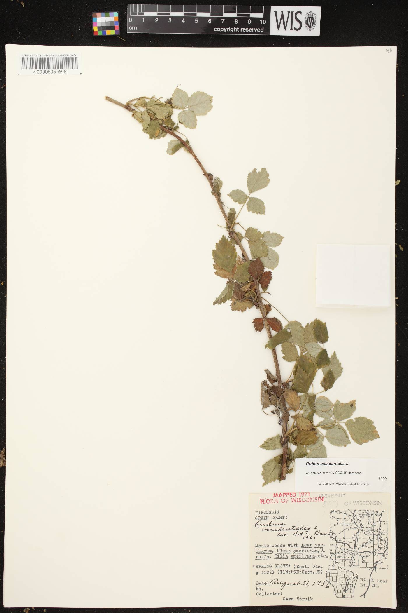 Rubus occidentalis image
