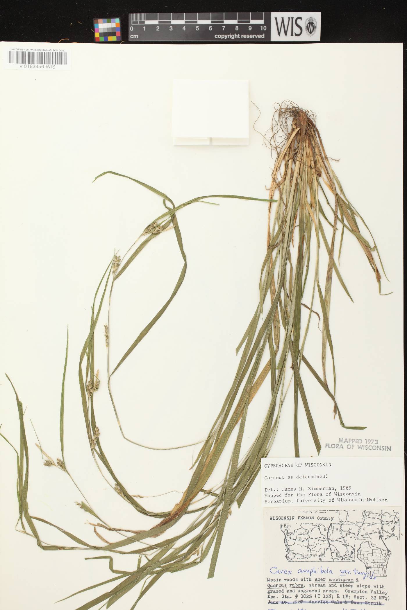 Carex grisea image