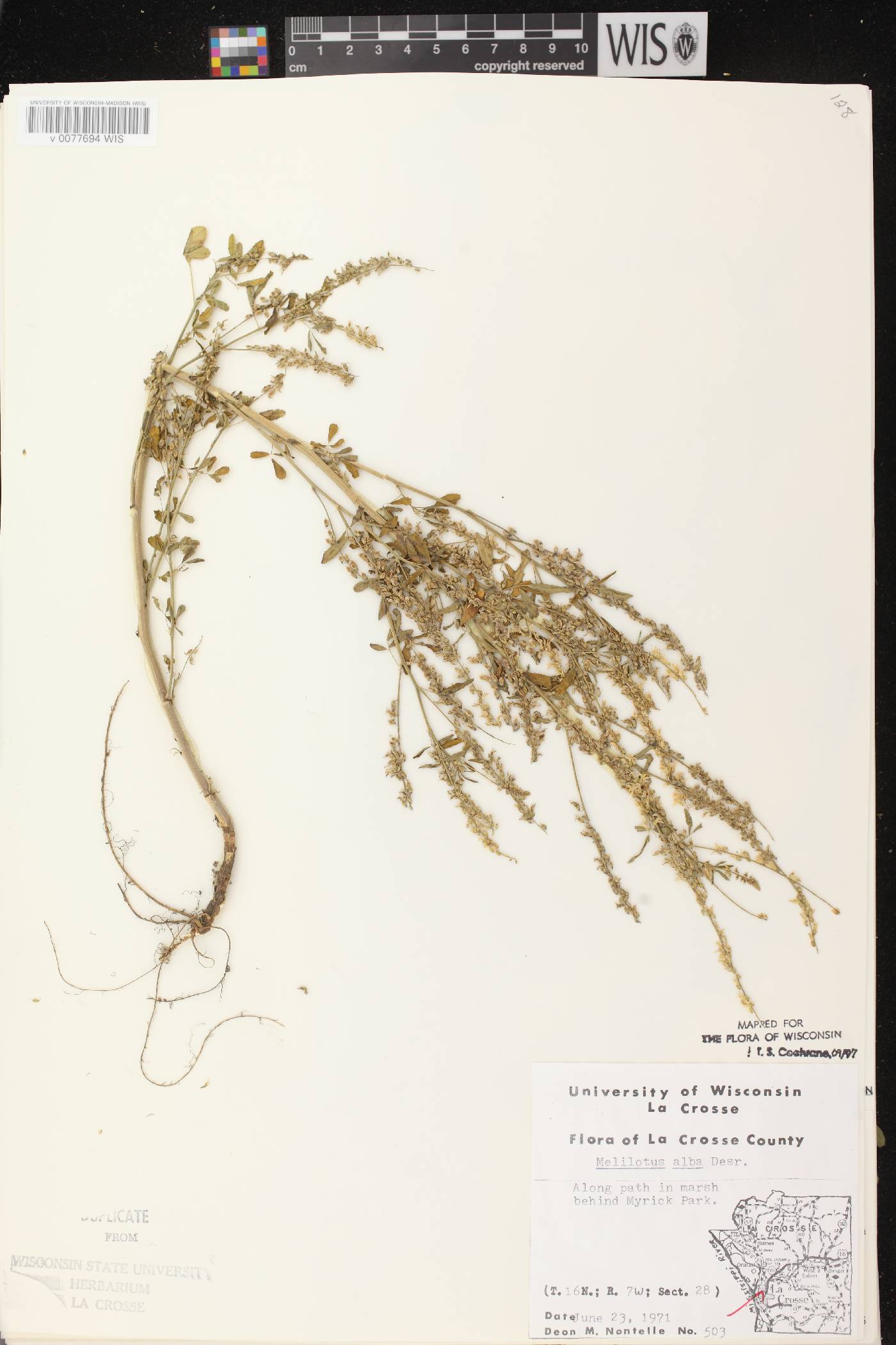 Melilotus albus image