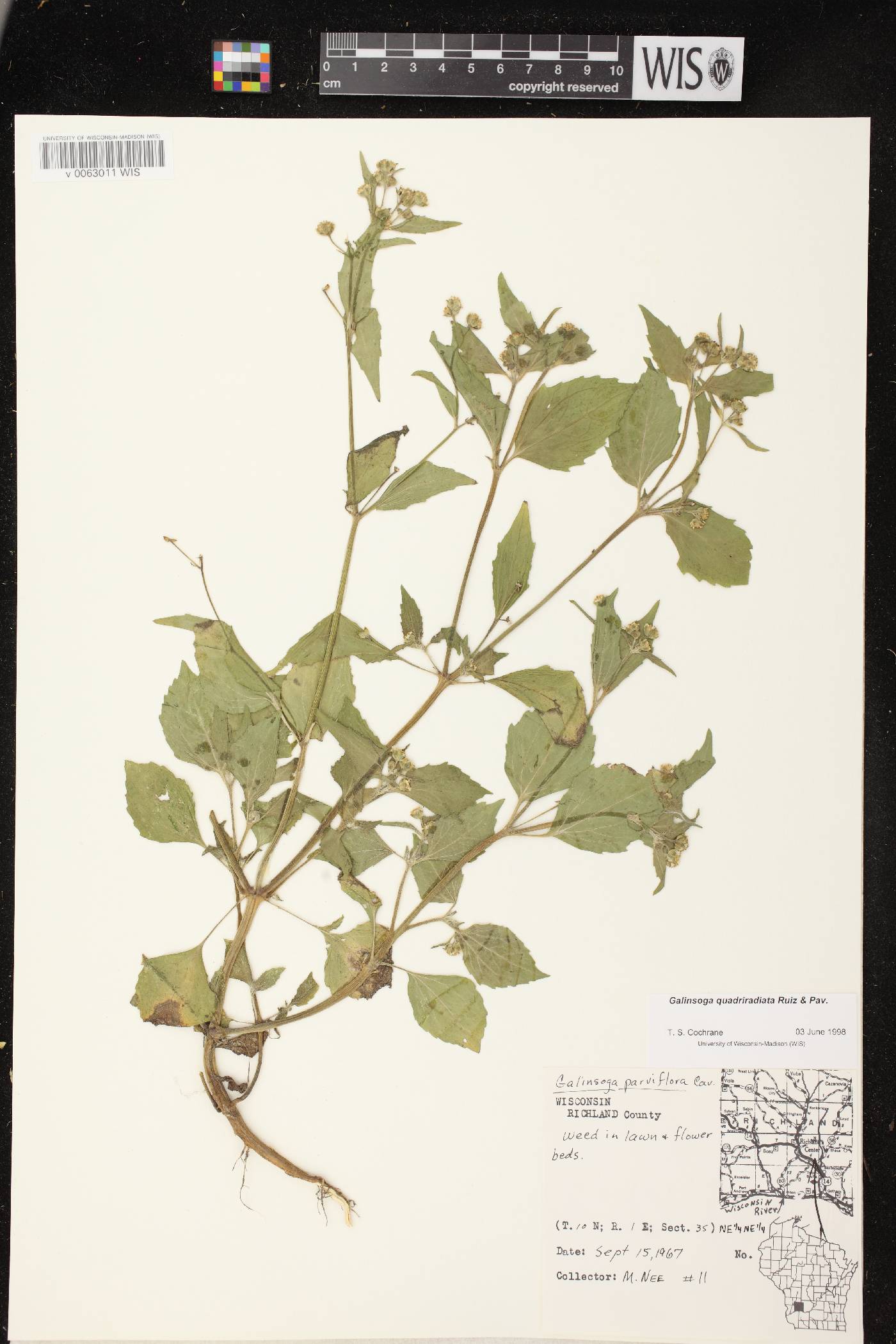 Galinsoga quadriradiata image
