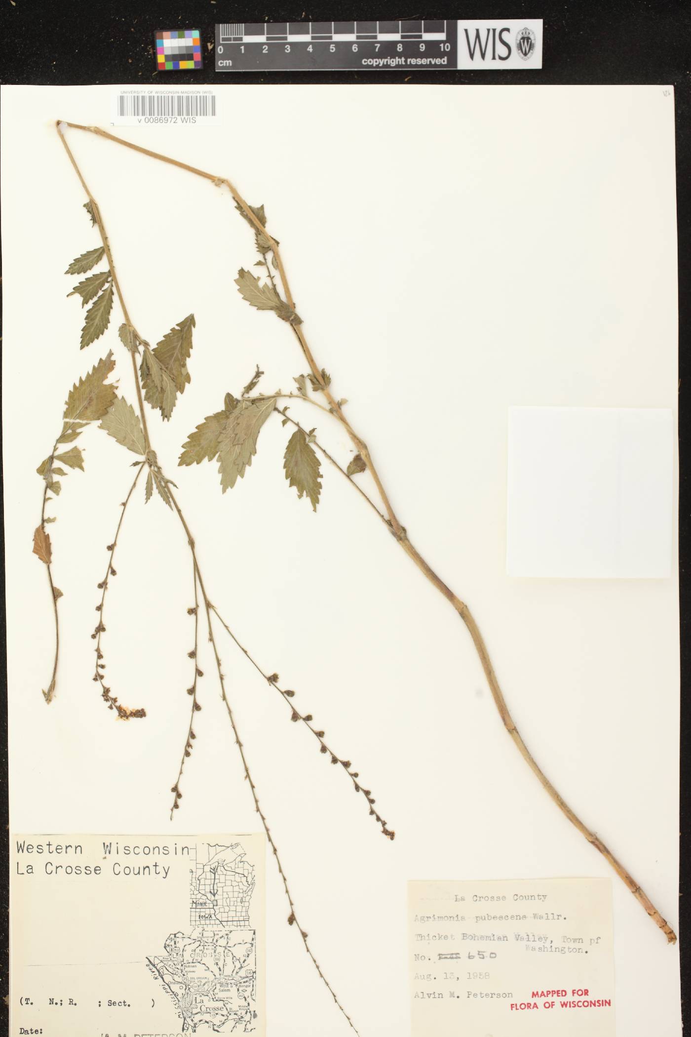 Agrimonia pubescens image