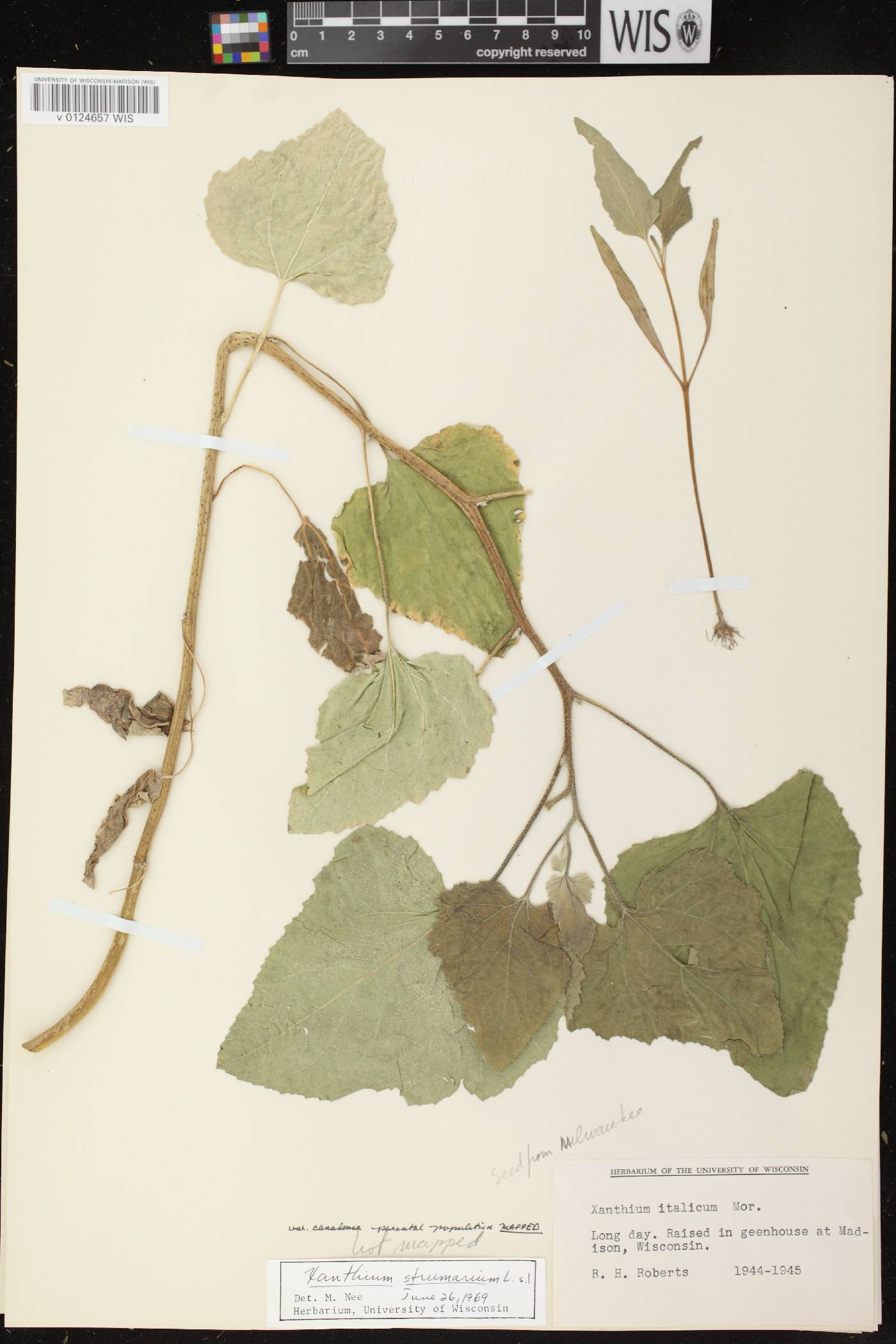 Xanthium strumarium image