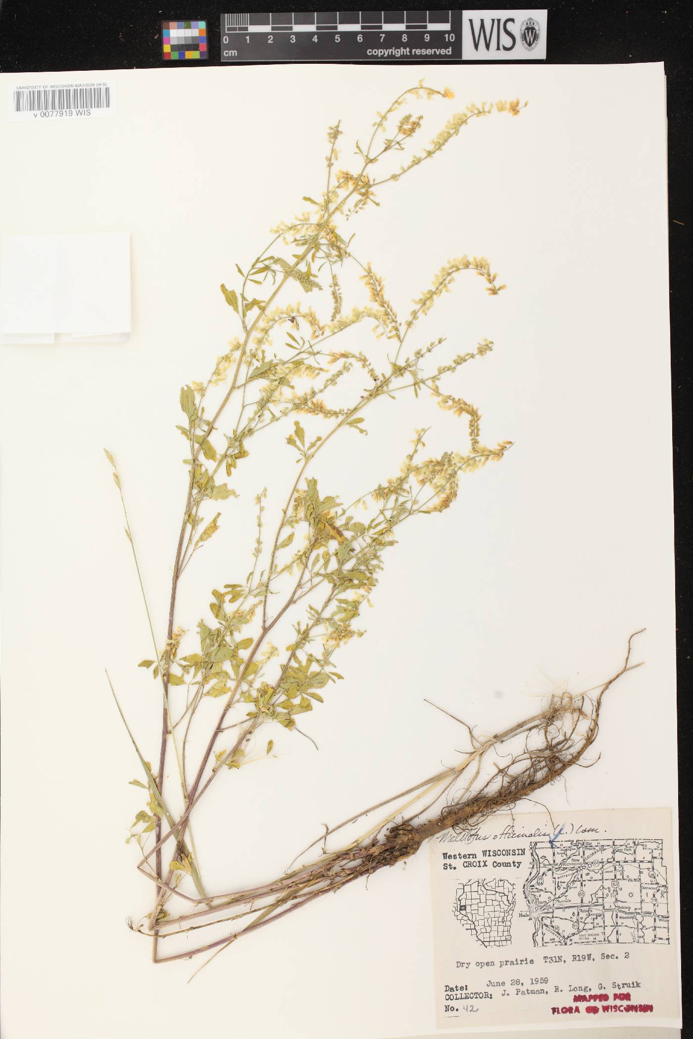 Melilotus officinalis image