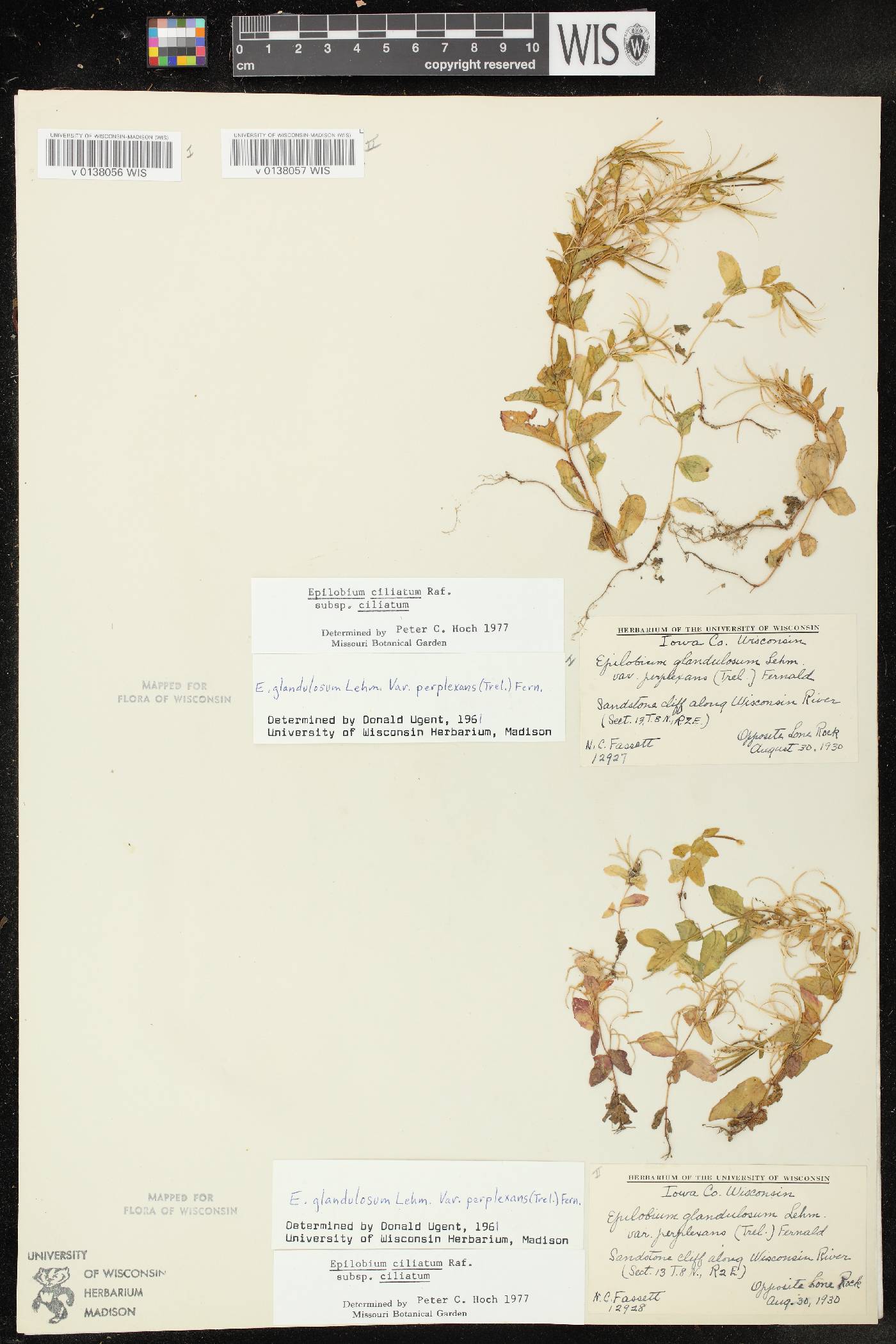 Epilobium ciliatum subsp. ciliatum image