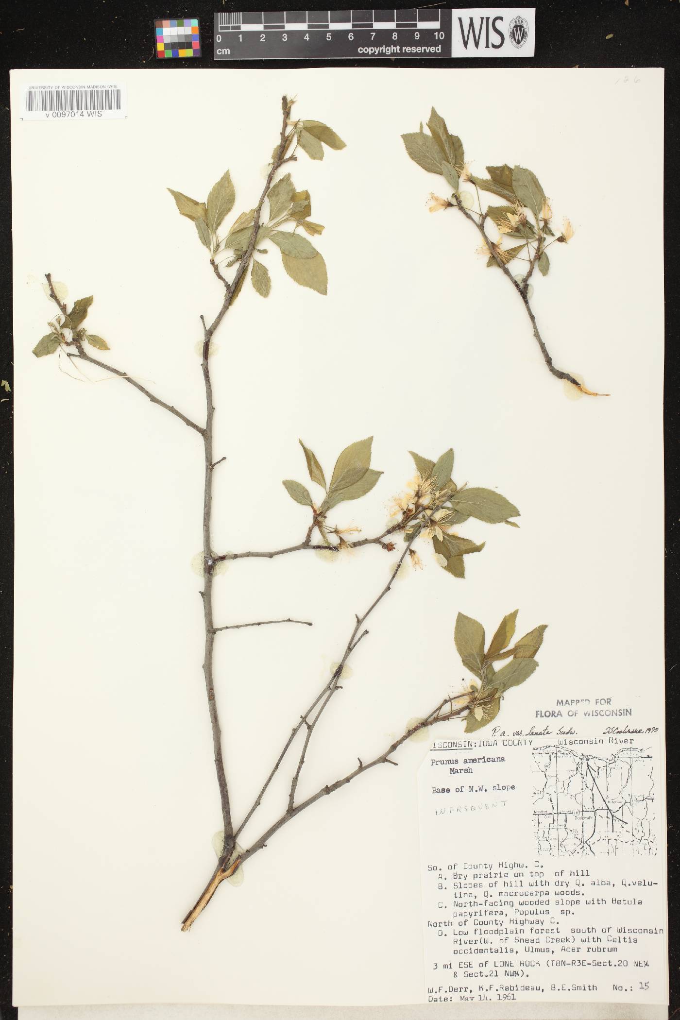 Prunus americana image