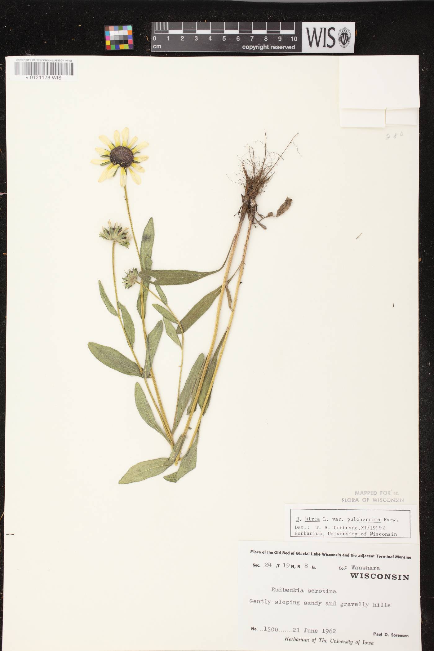 Rudbeckia hirta image