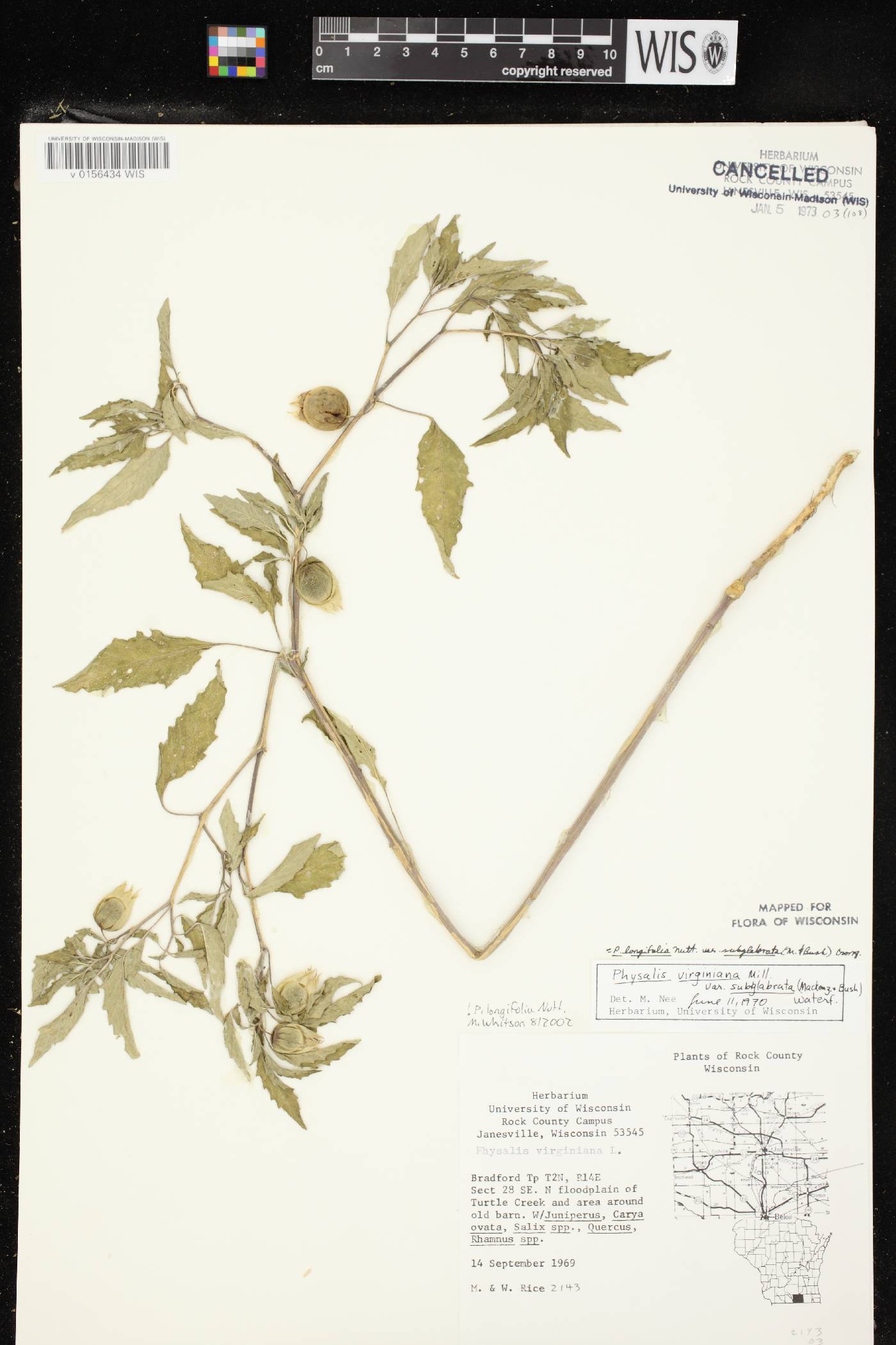 Physalis longifolia image