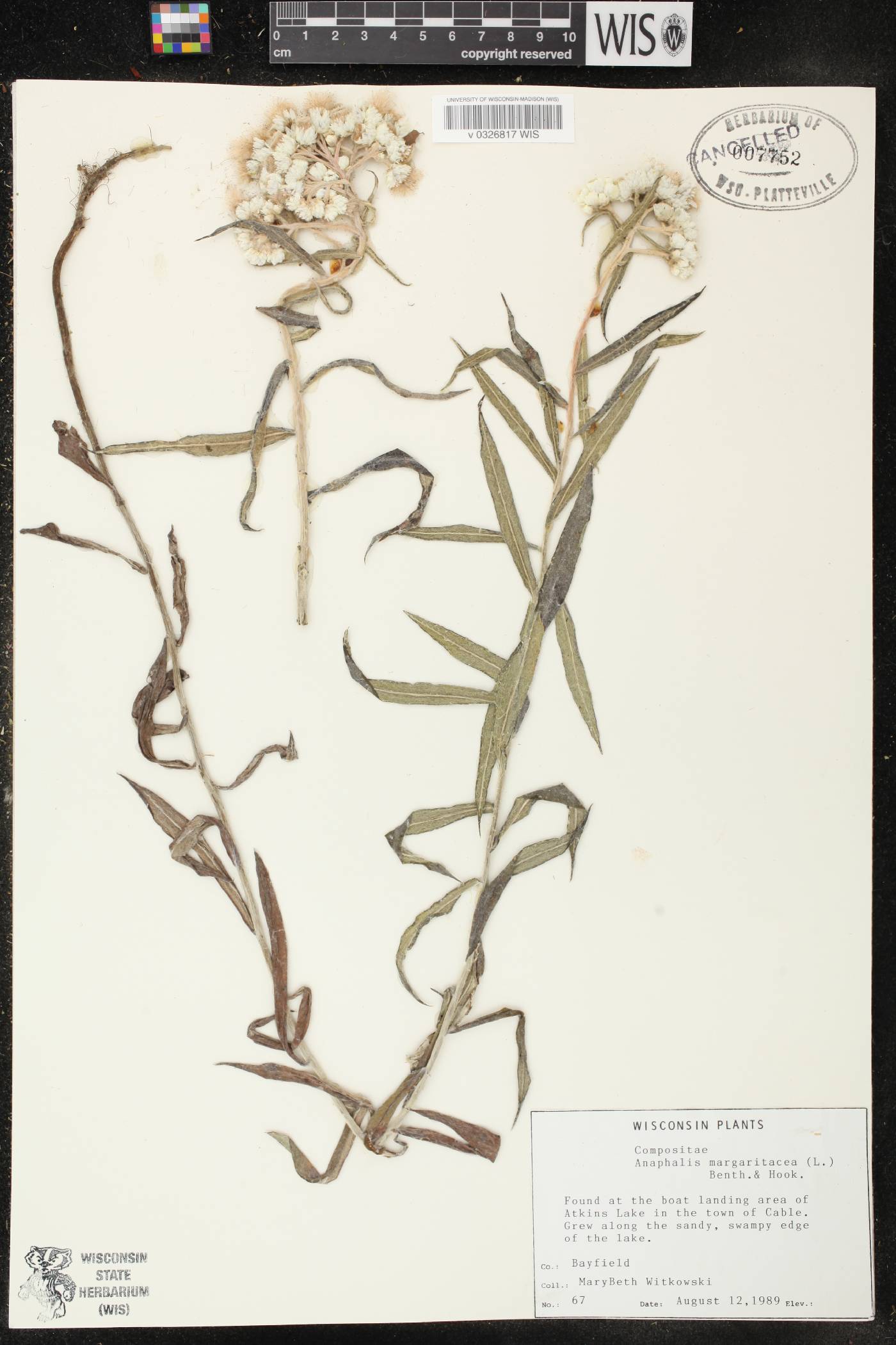 Anaphalis margaritacea image