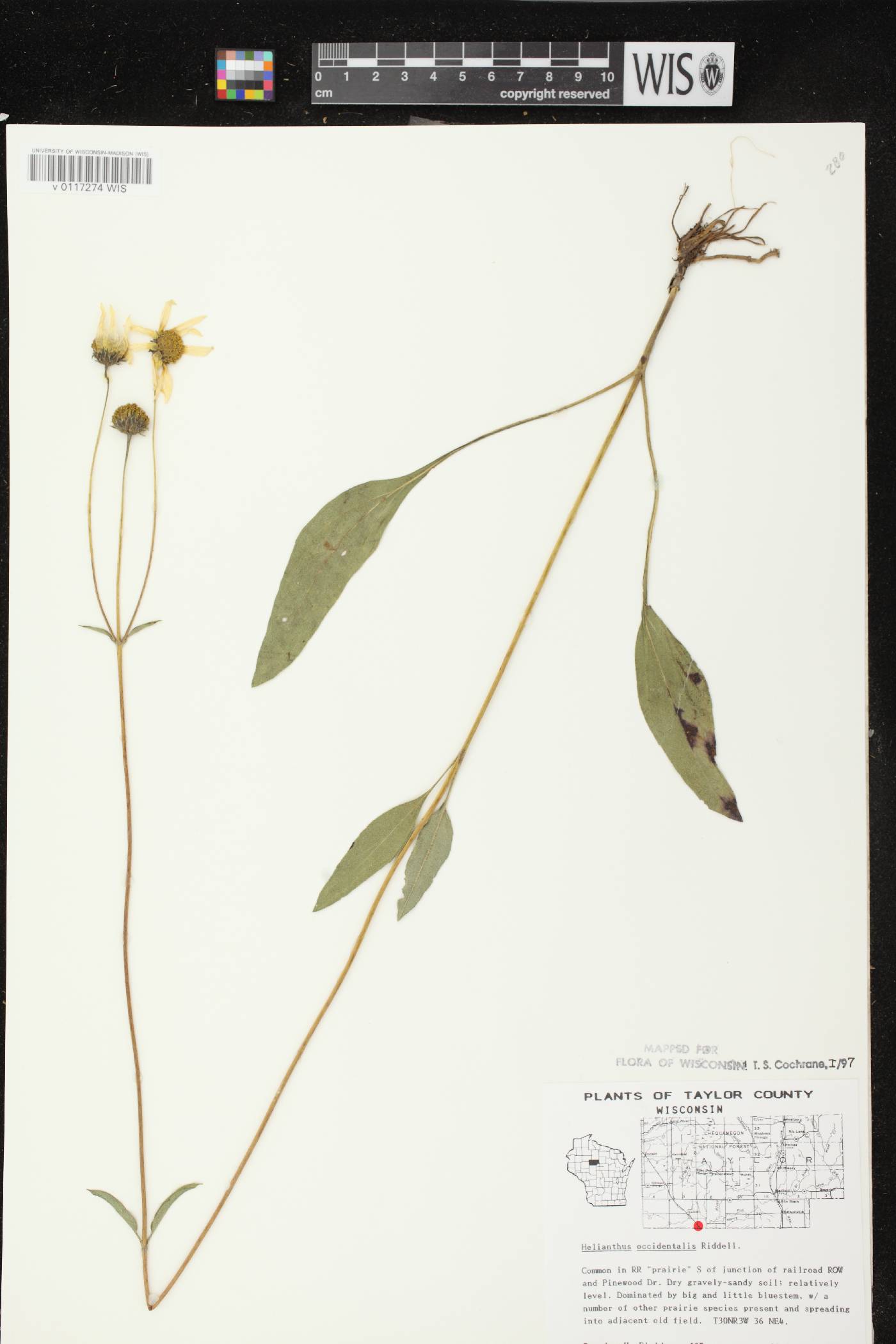 Helianthus occidentalis subsp. occidentalis image