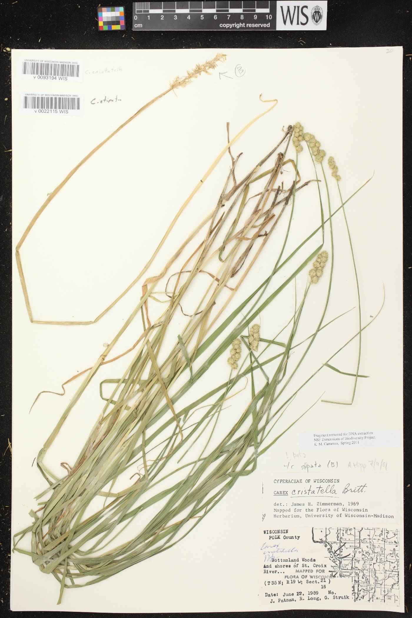 Carex cristatella image