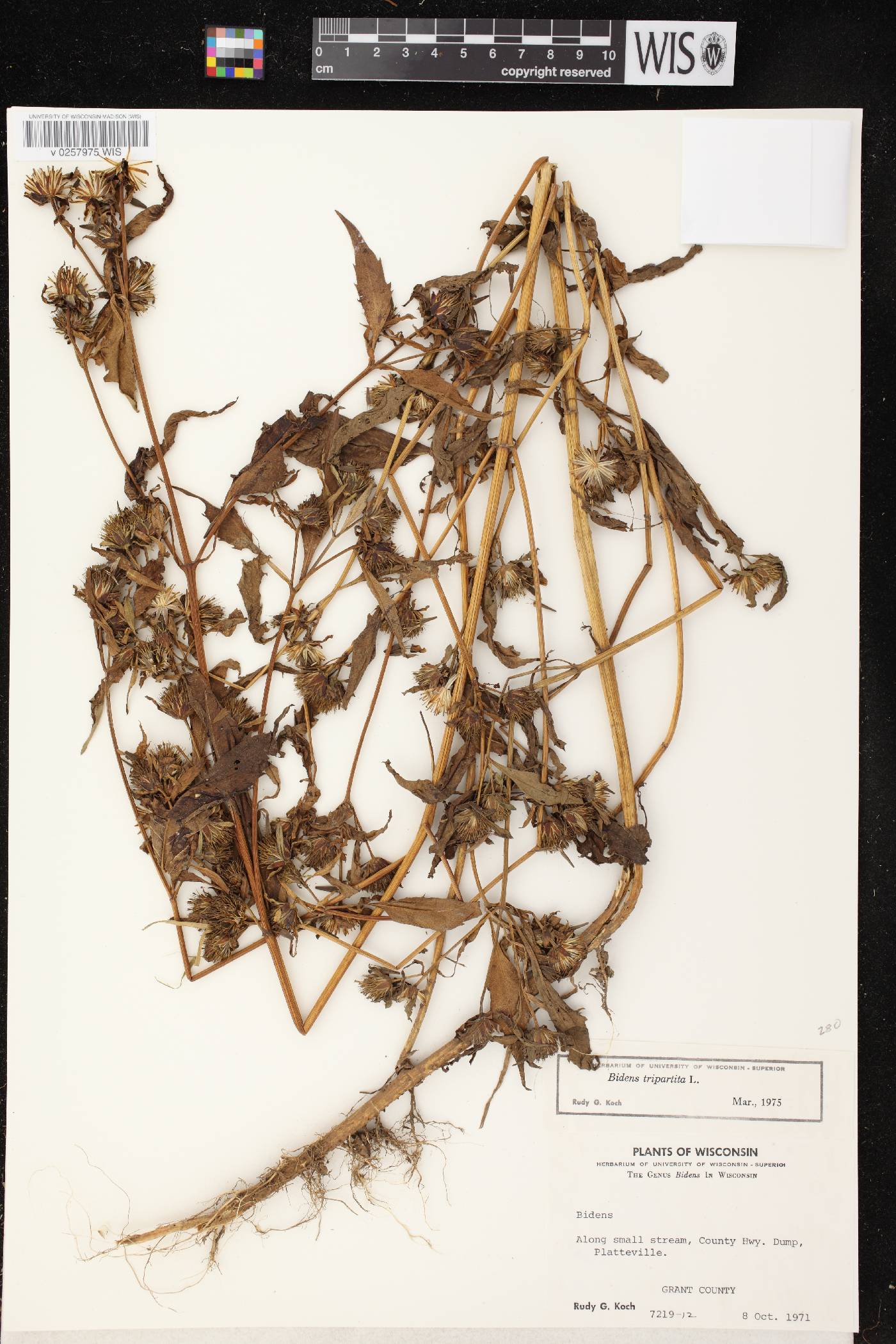 Bidens tripartita image