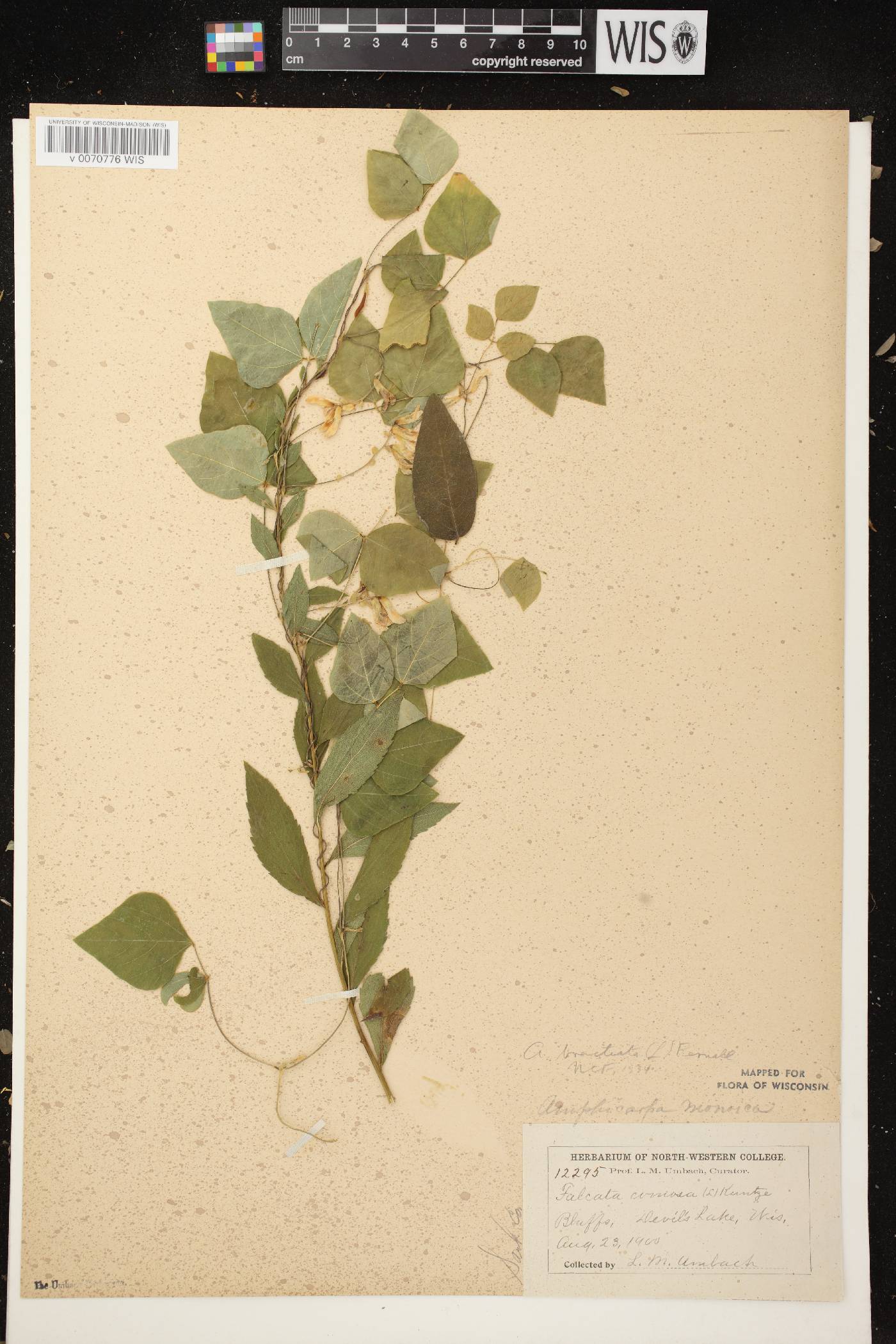 Amphicarpaea bracteata image