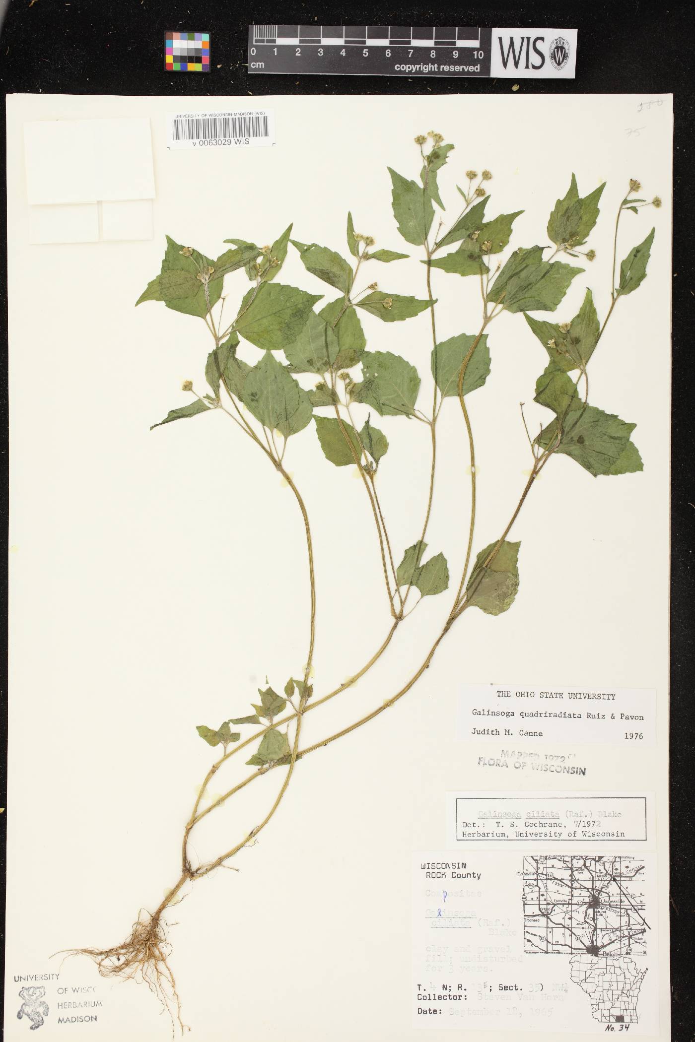 Galinsoga quadriradiata image