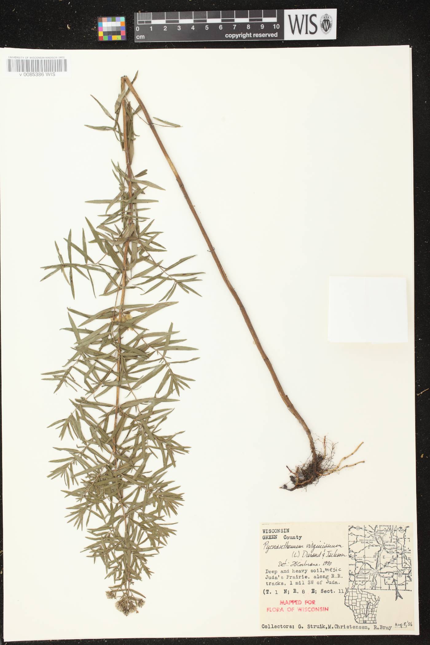 Pycnanthemum virginianum image
