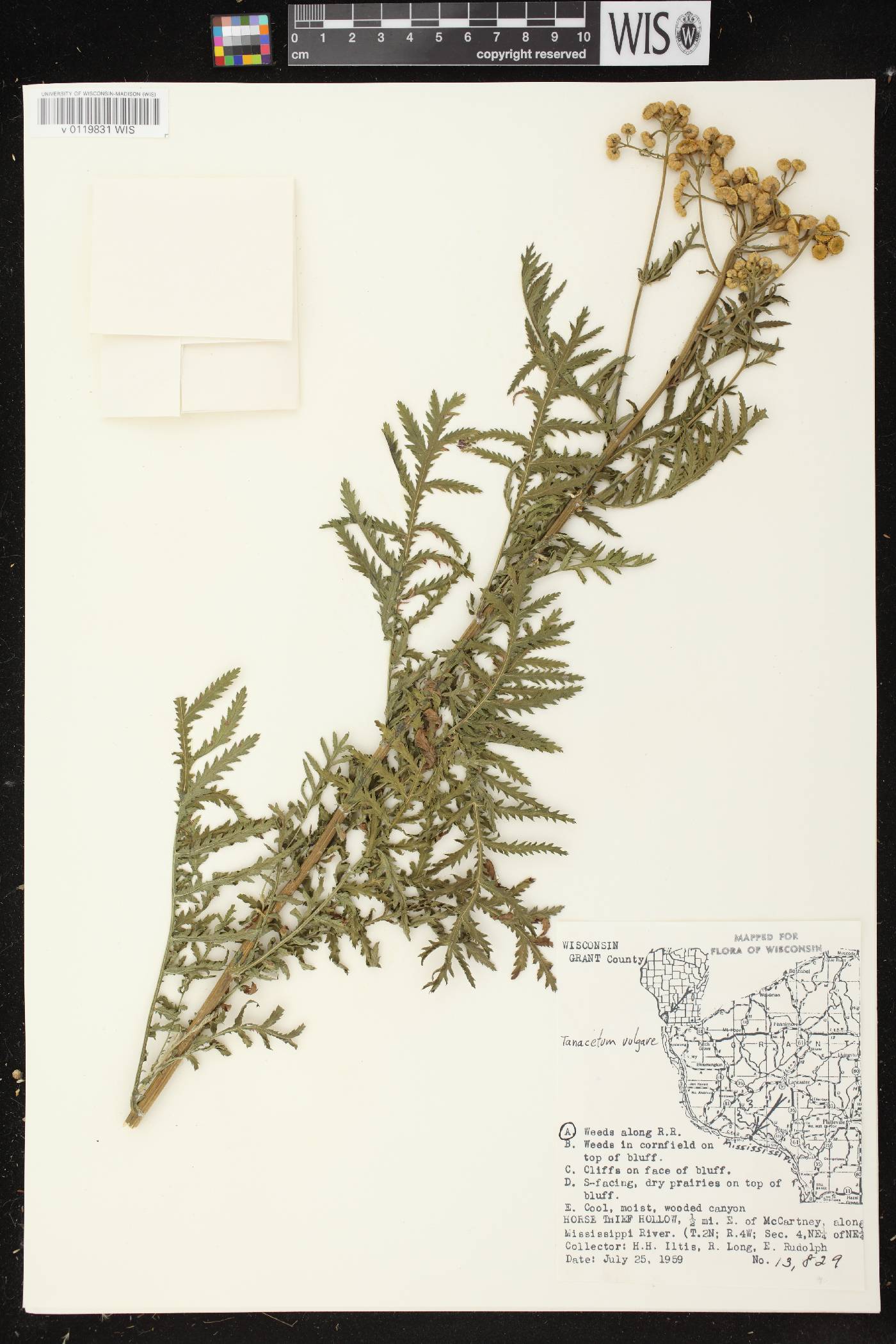 Tanacetum vulgare image