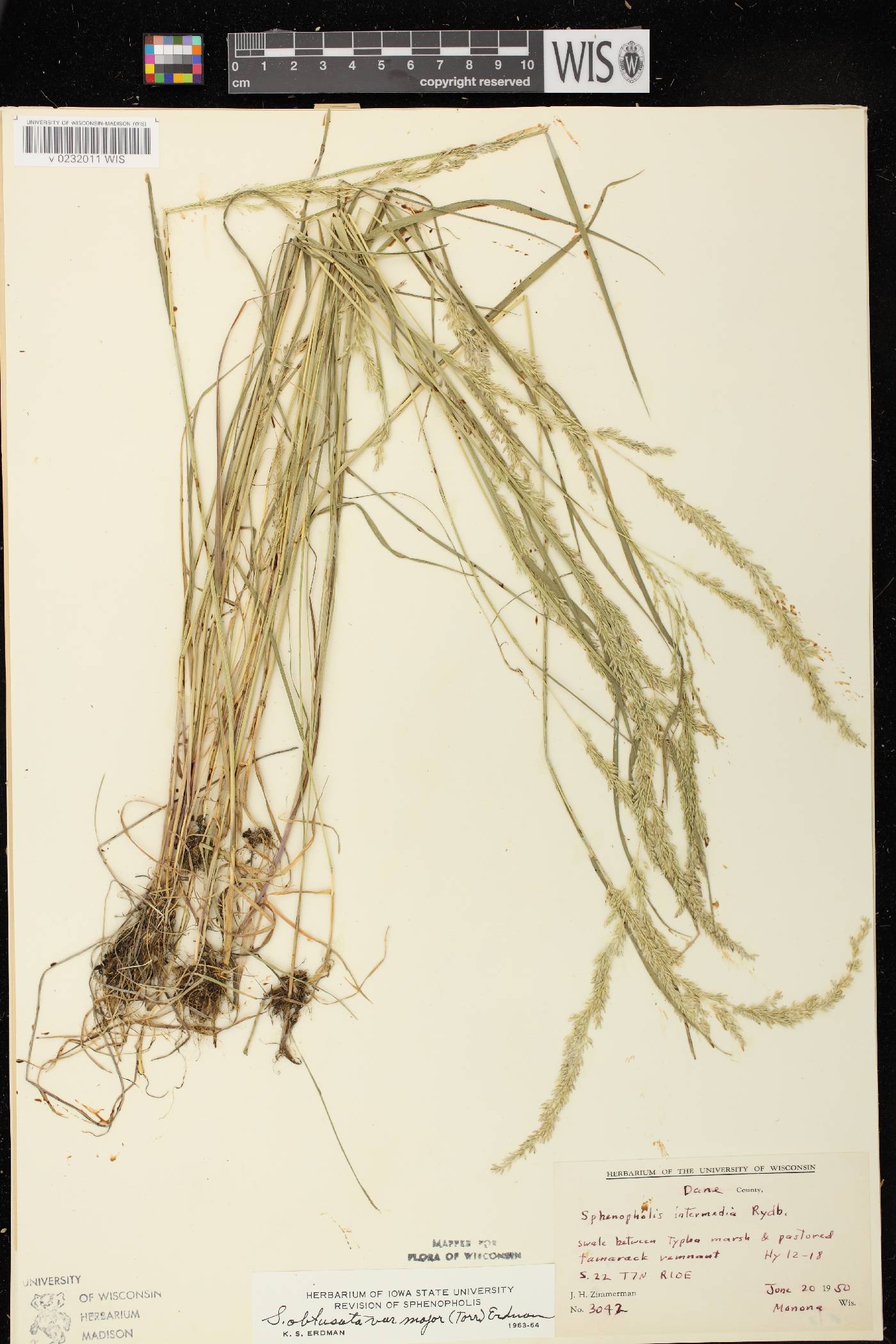 Sphenopholis intermedia image