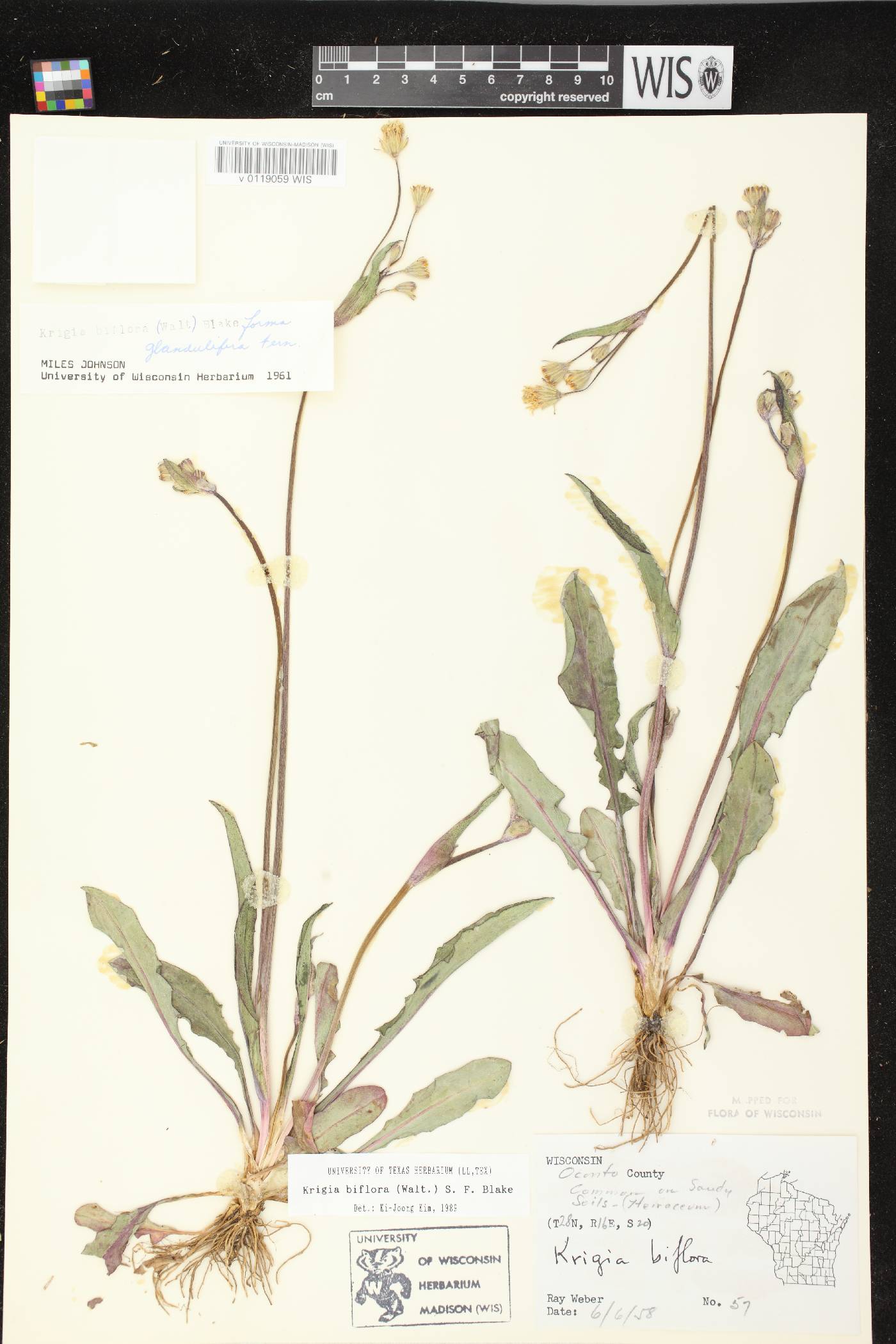 Krigia biflora subsp. glandulifera image