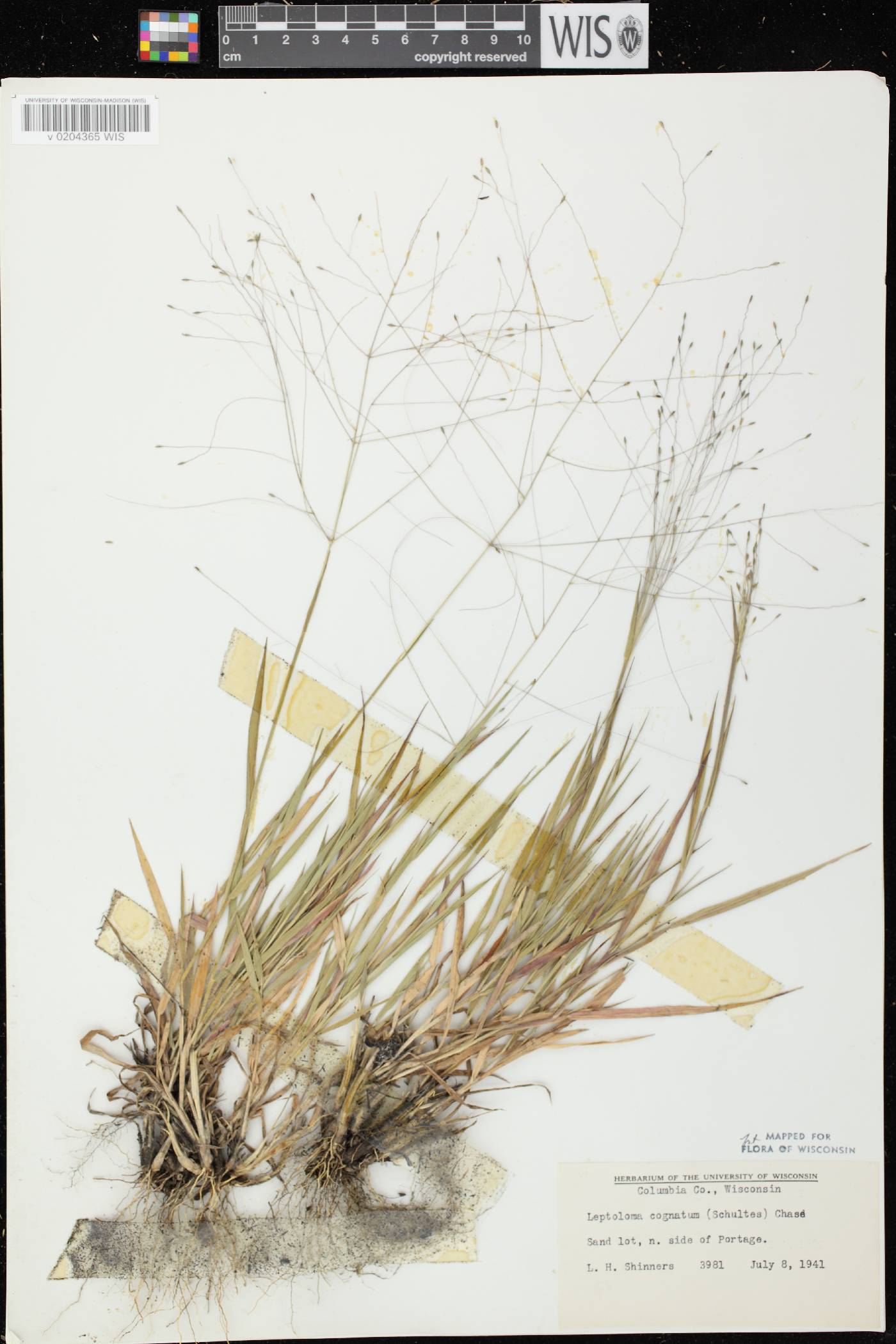 Digitaria cognata image