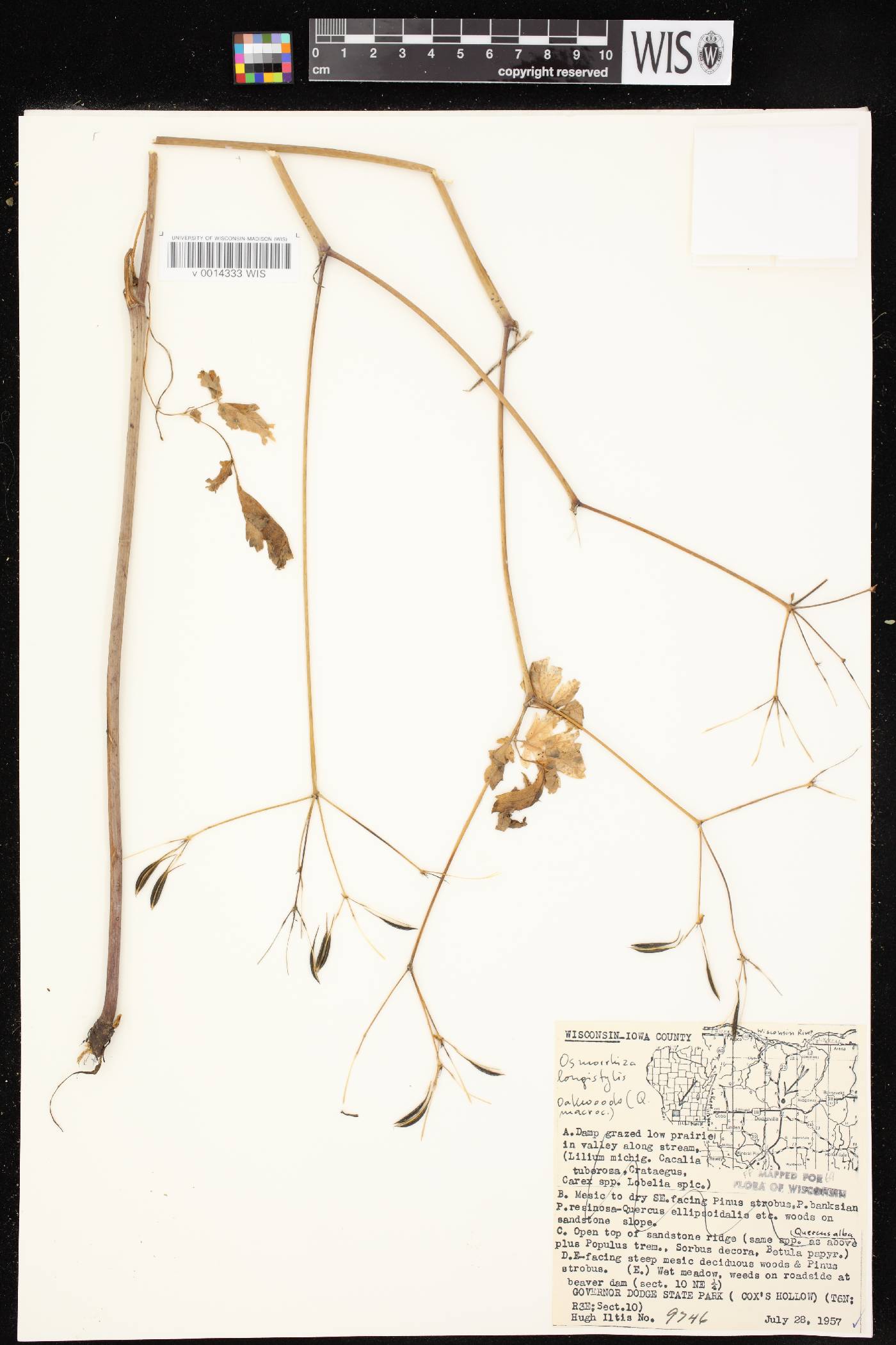 Osmorhiza longistylis image