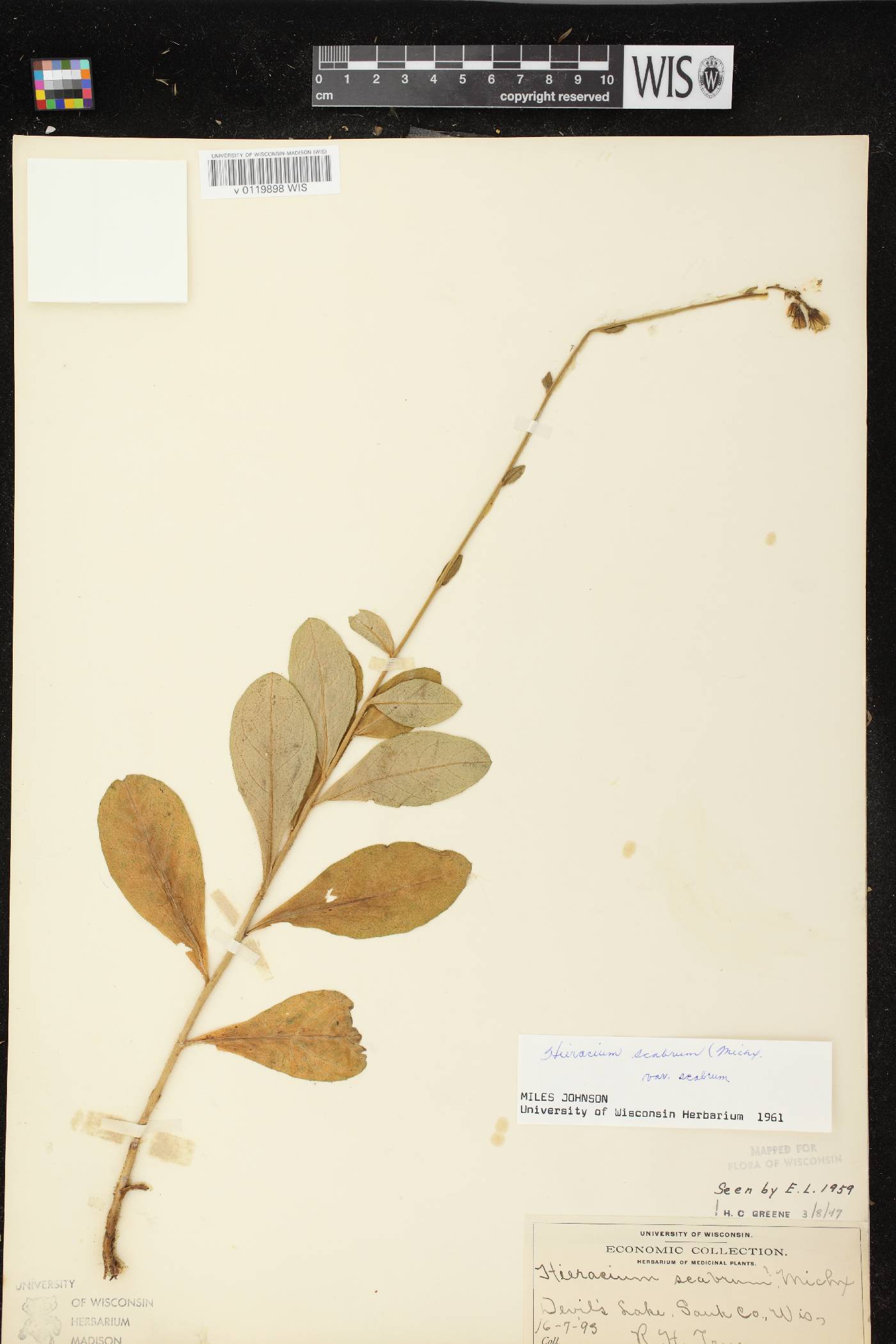 Hieracium scabrum image