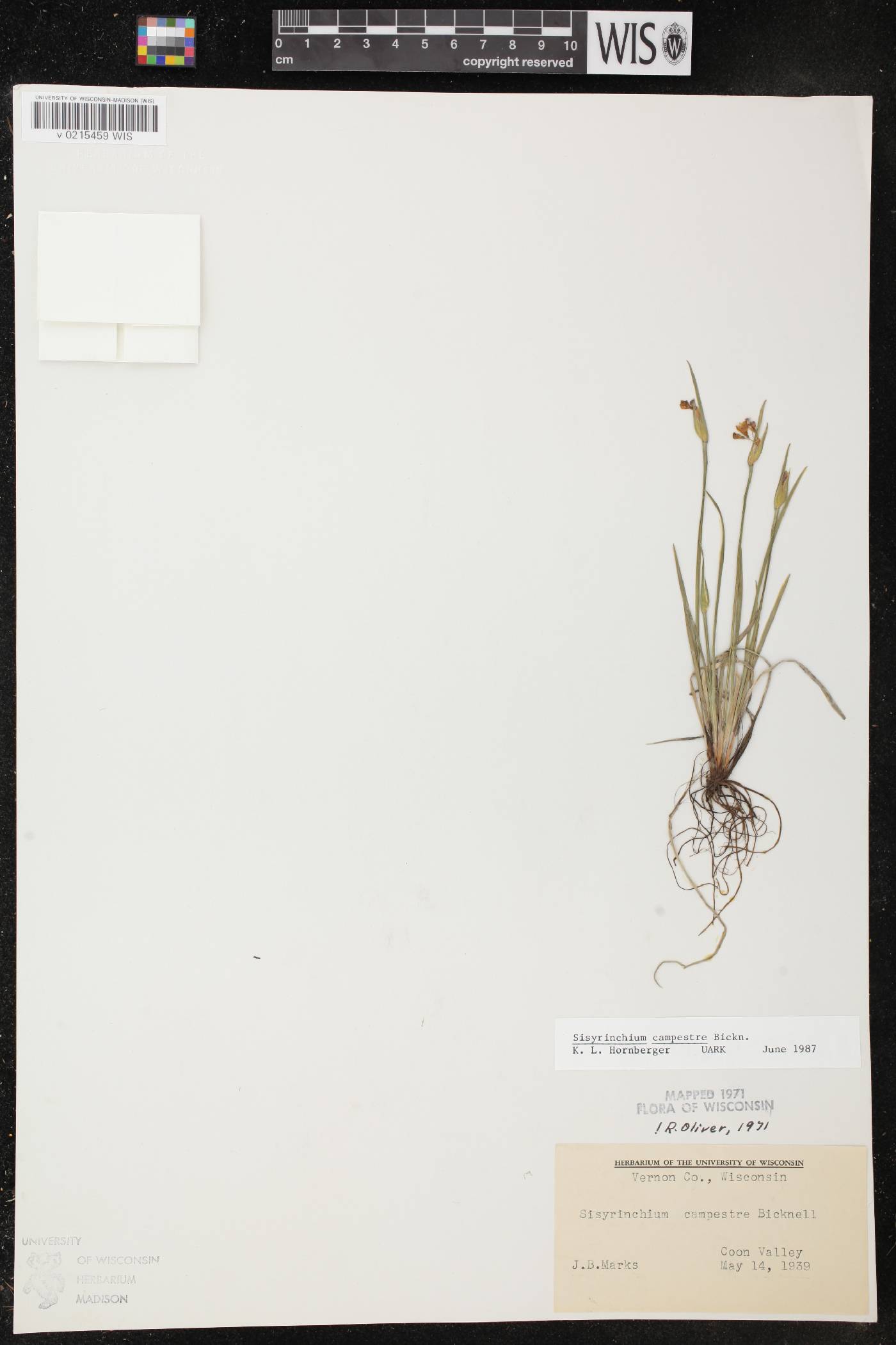 Sisyrinchium campestre image