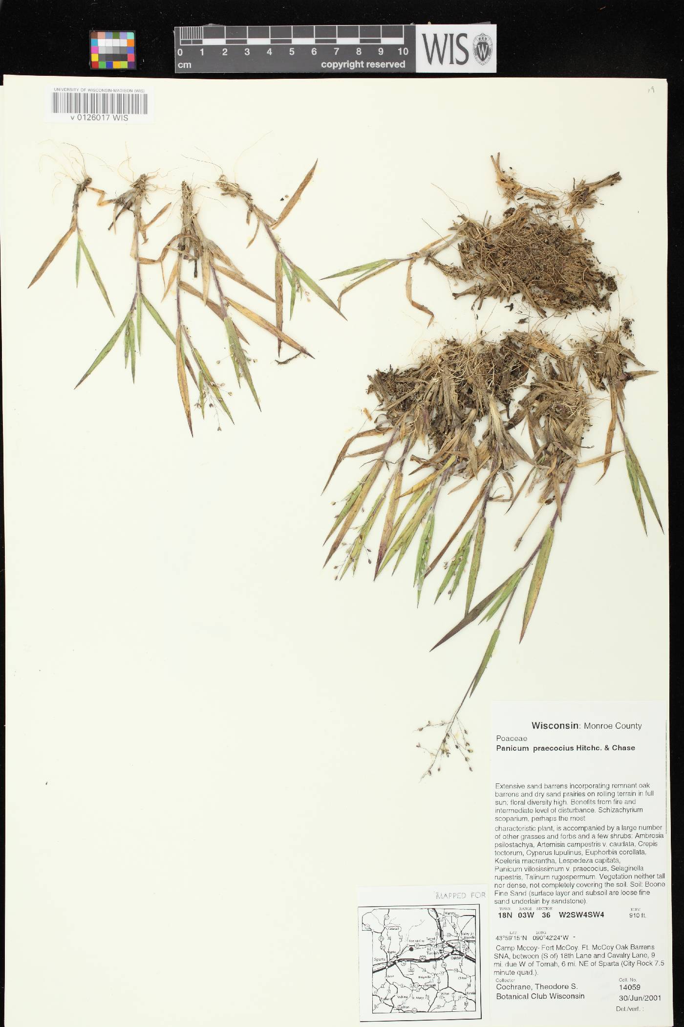 Dichanthelium villosissimum var. praecocius image