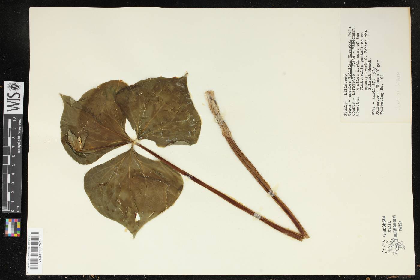 Trillium flexipes image