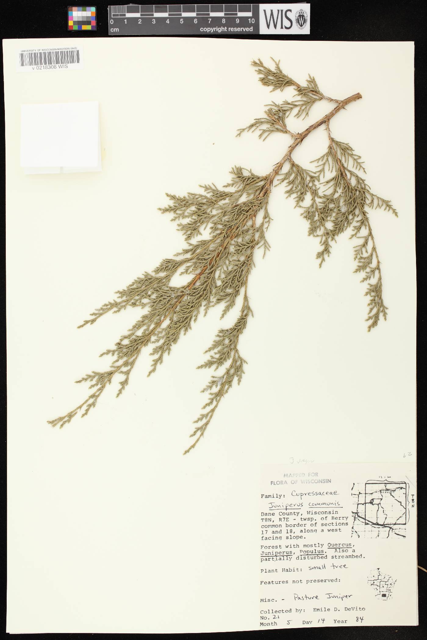 Juniperus virginiana image