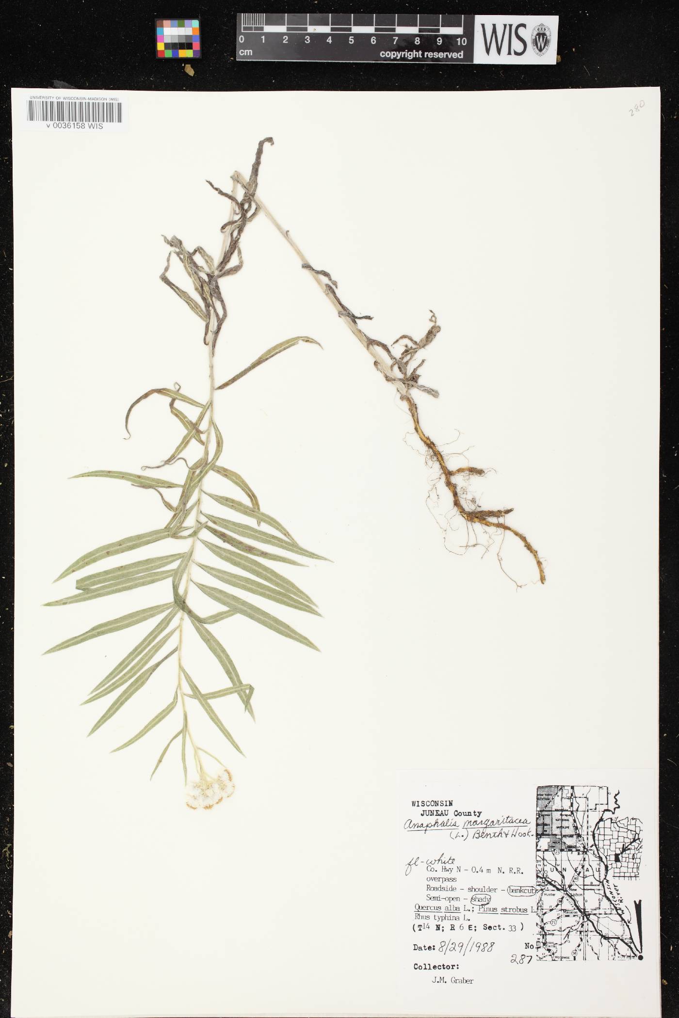 Anaphalis margaritacea image