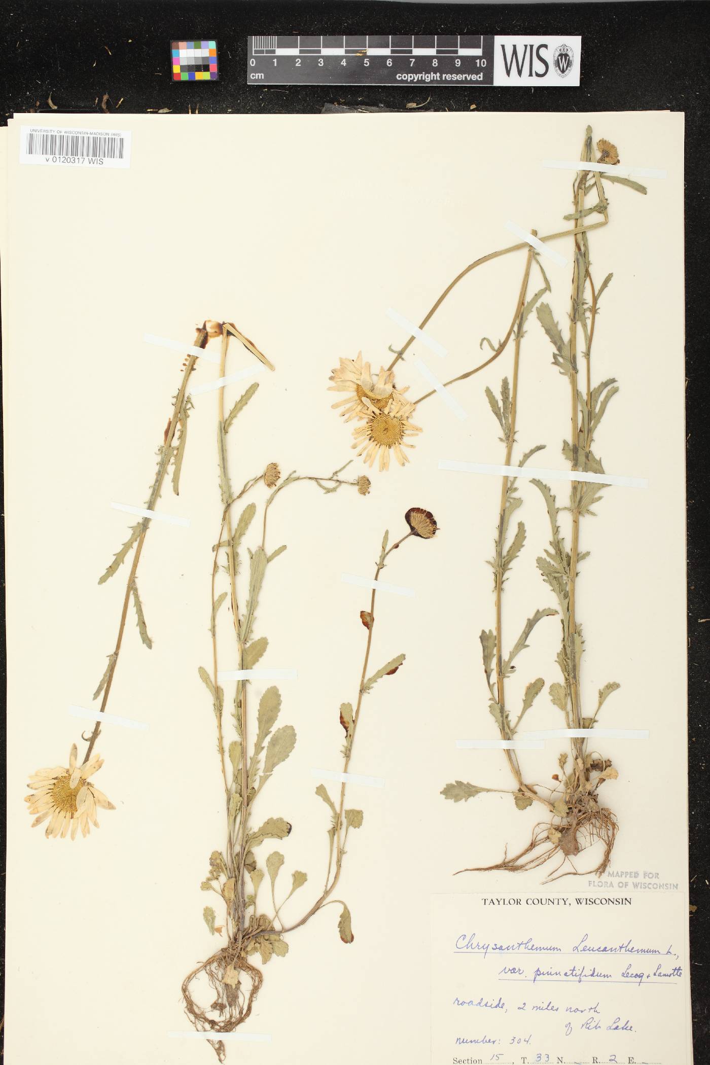 Leucanthemum vulgare image