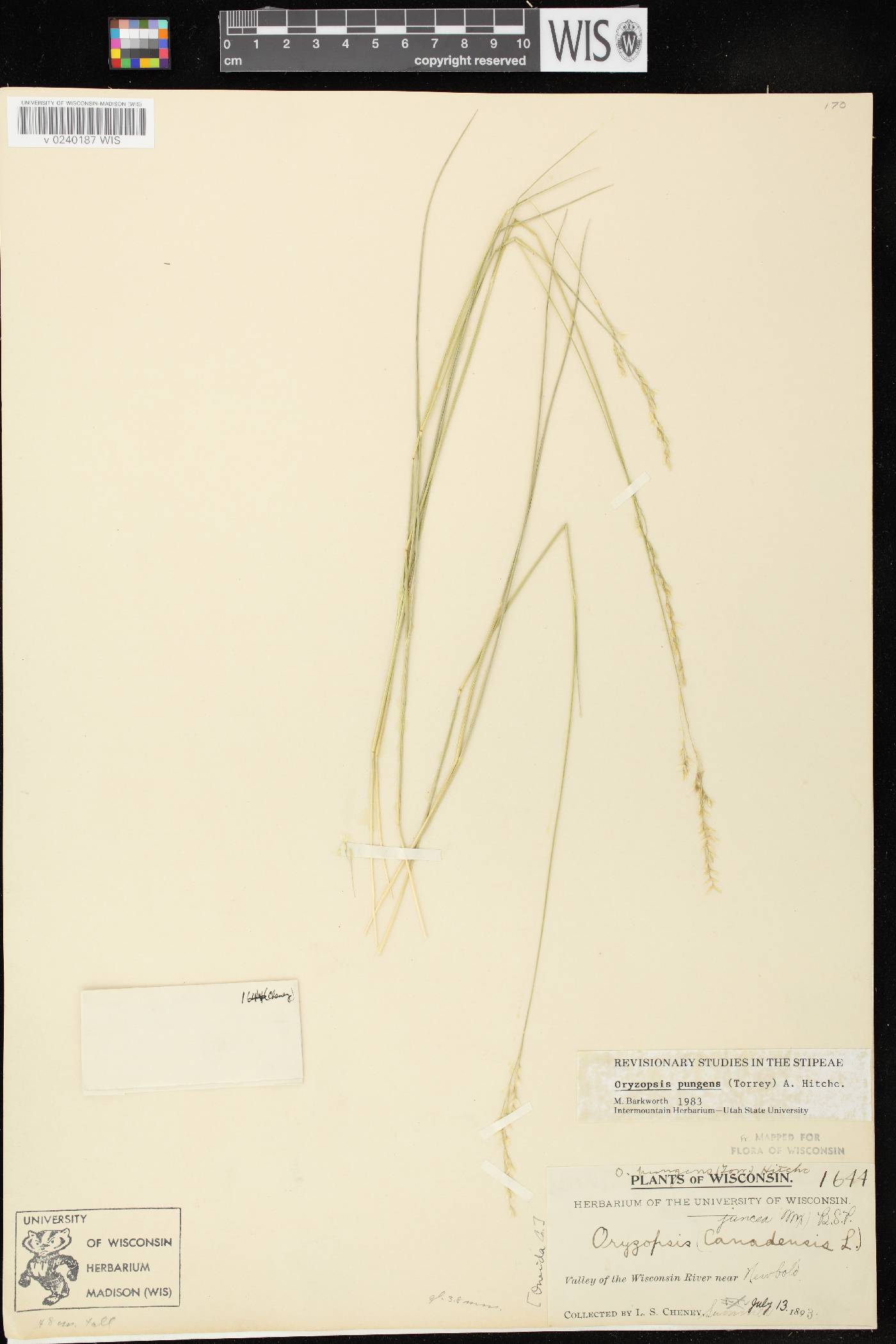 Piptatheropsis pungens image