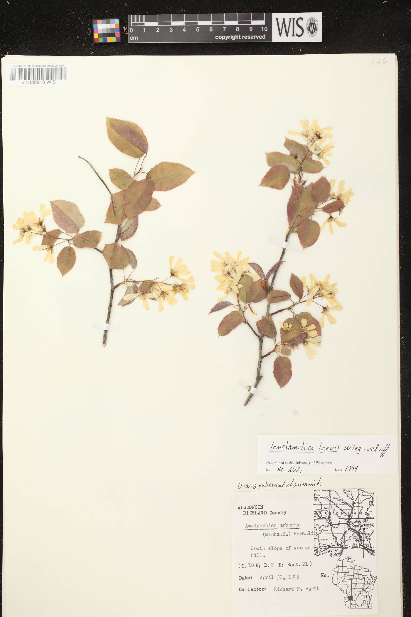 Amelanchier laevis image