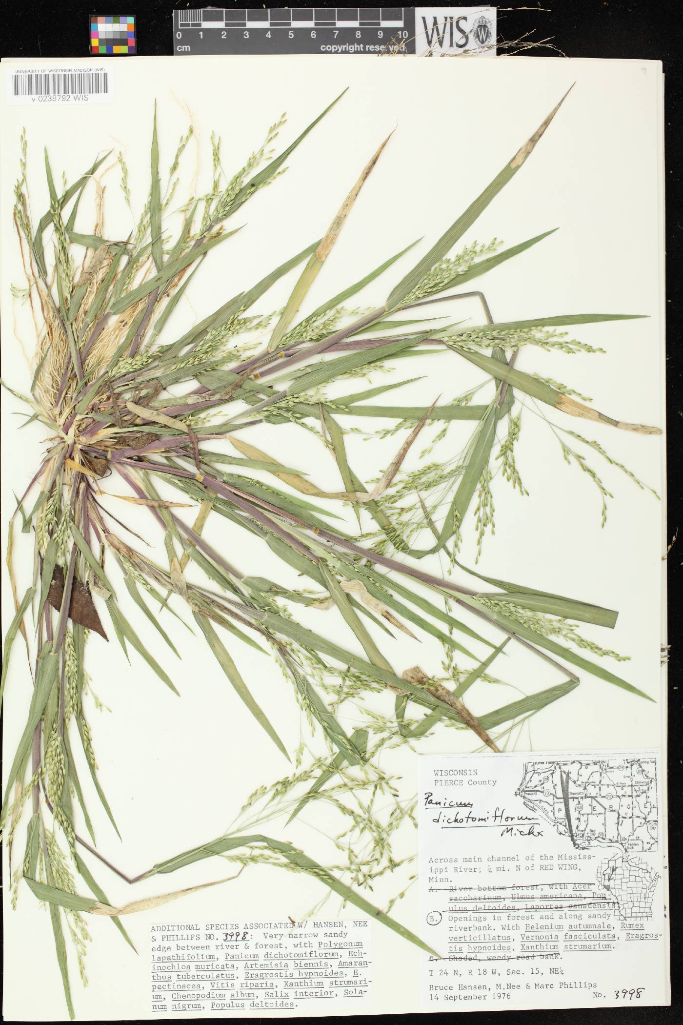 Panicum dichotomiflorum subsp. dichotomiflorum image