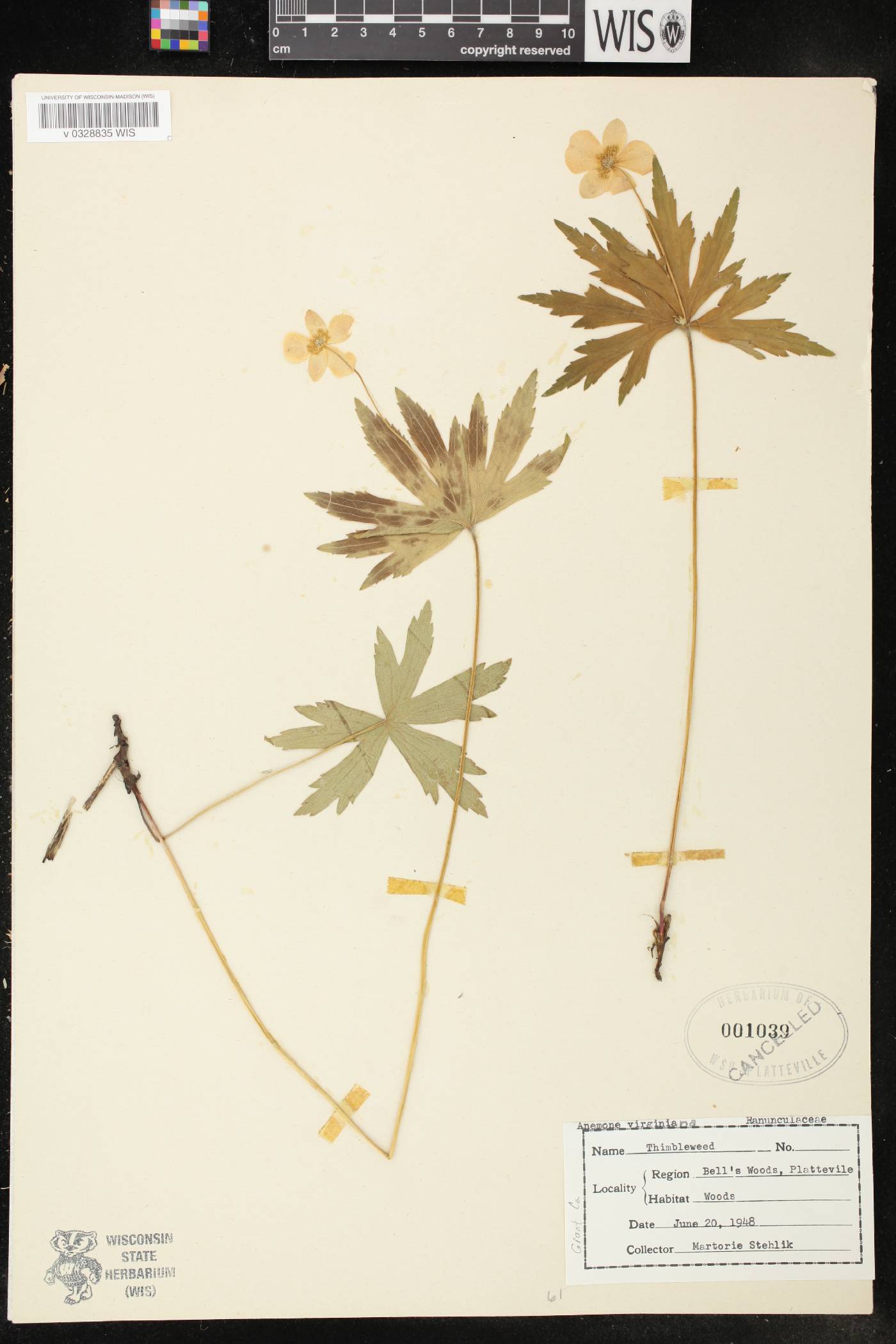 Anemone virginiana image