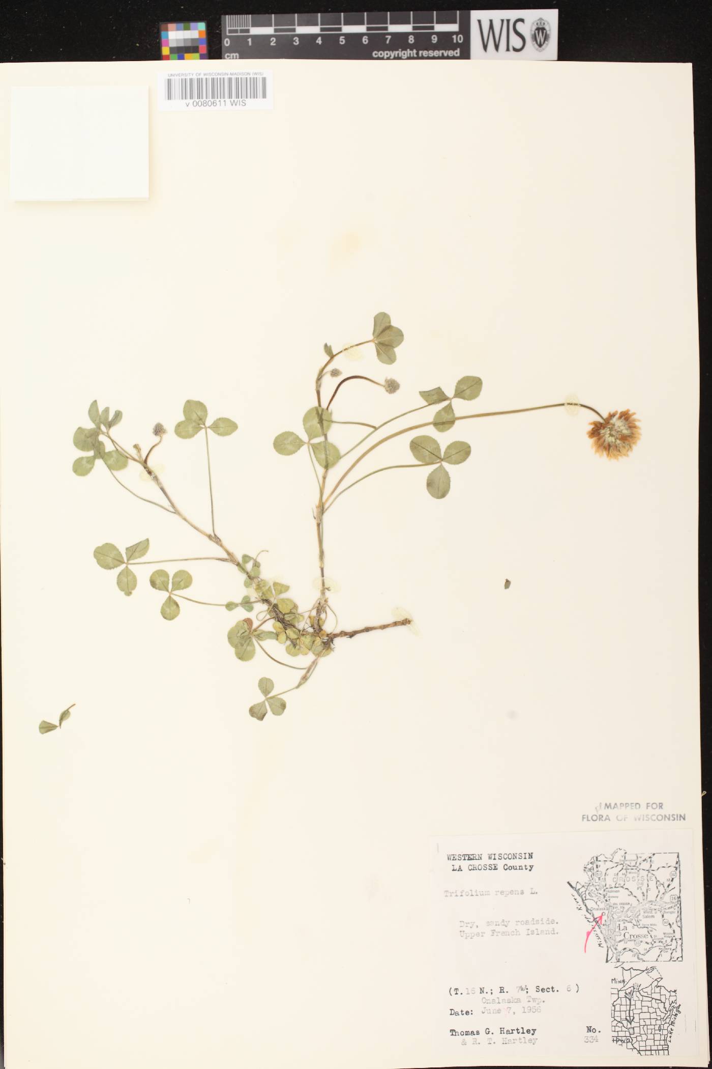 Trifolium repens image
