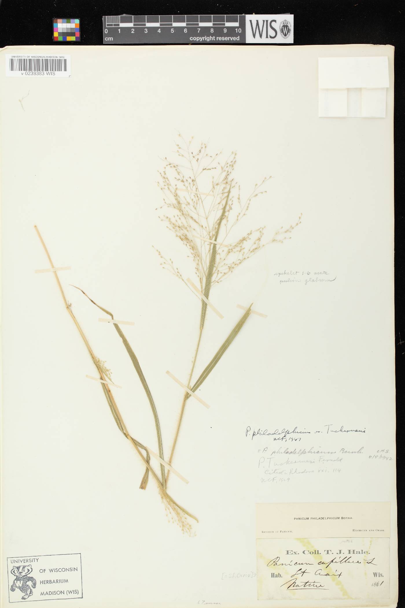 Panicum philadelphicum subsp. philadelphicum image