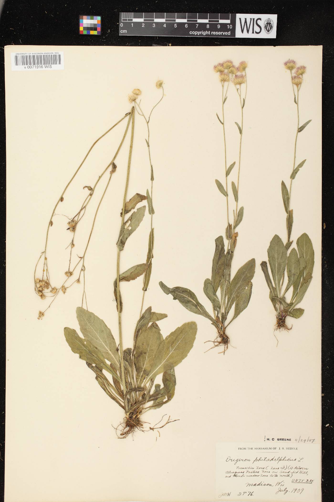 Erigeron philadelphicus var. philadelphicus image