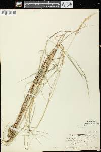 Image of Calamagrostis canadensis var. macouniana